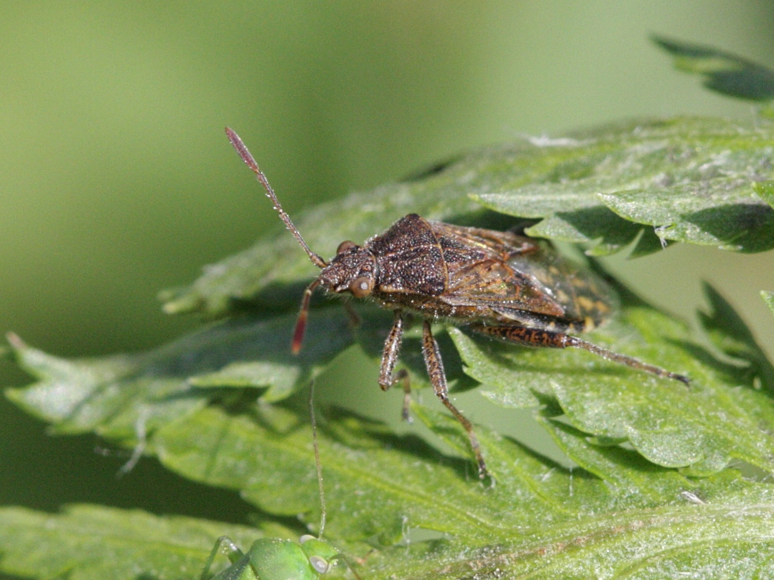 Stictopleurus_punctatonervosus