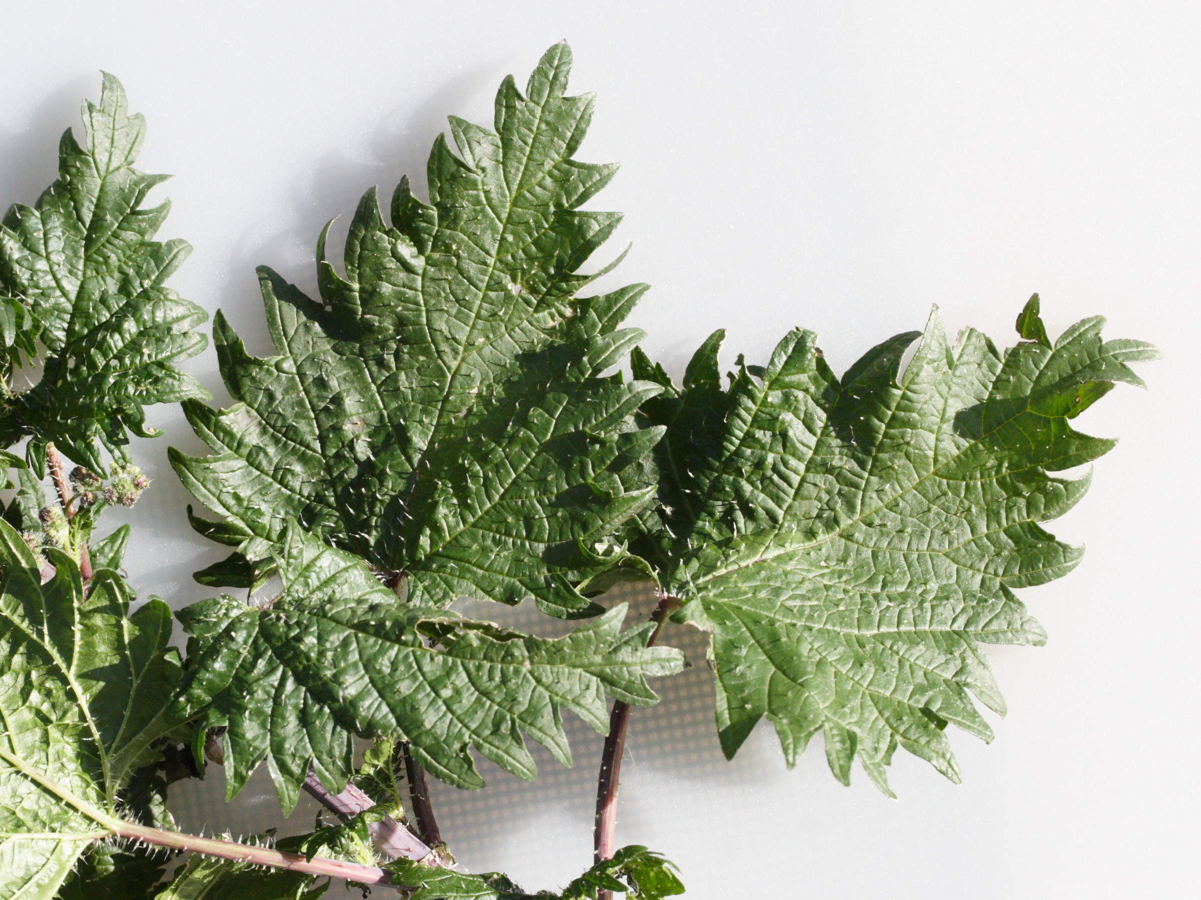 urtica_pilulifera4md