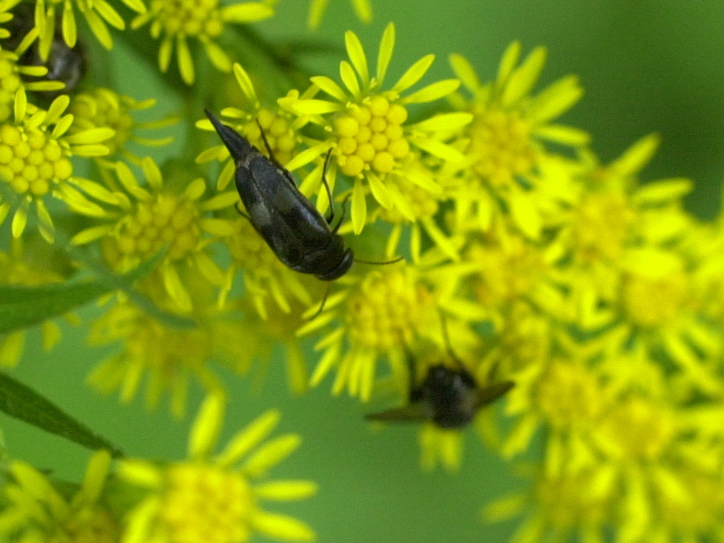 Afficher le média variimorda_villosa variimorda_villosa