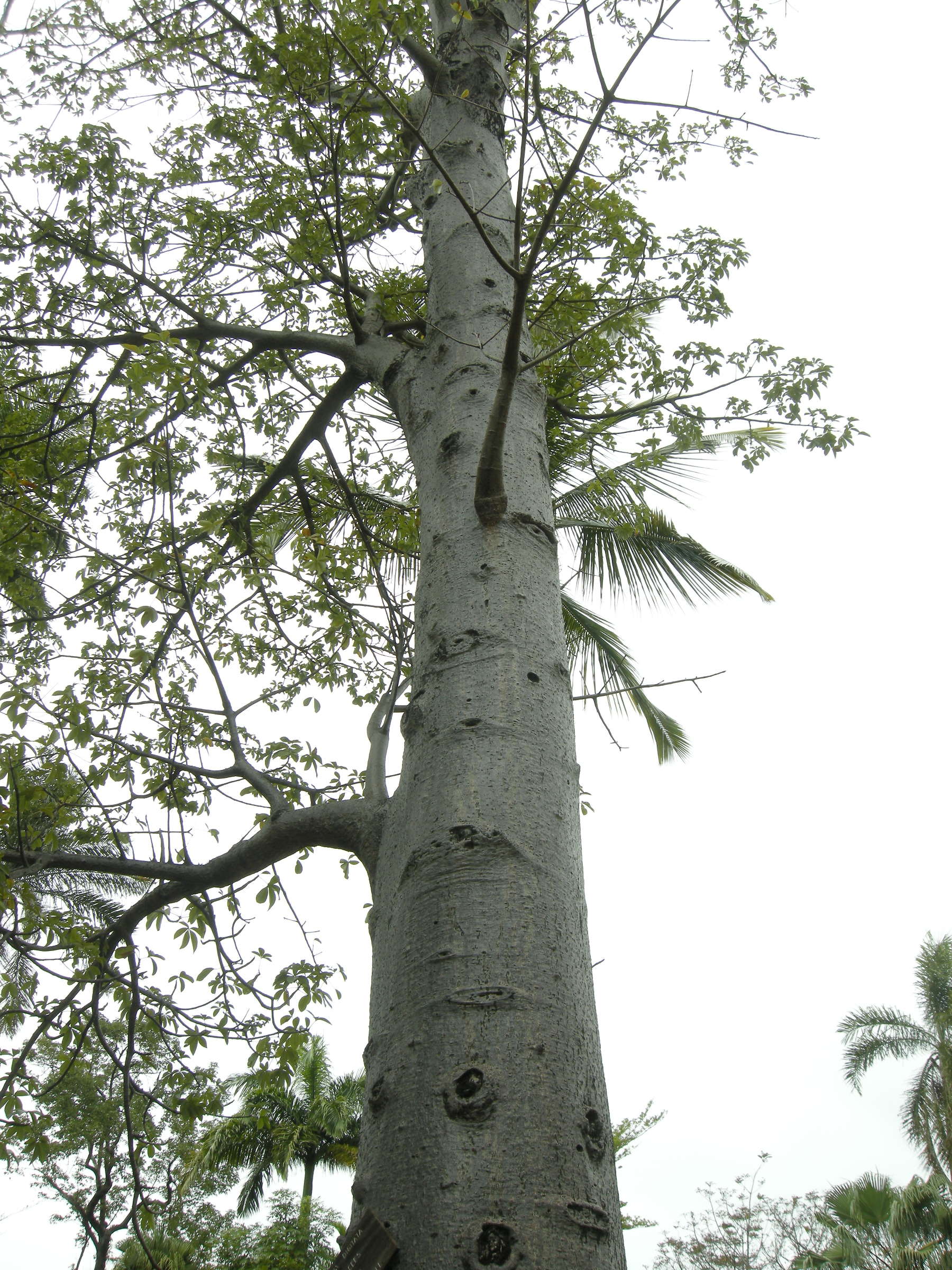 adansonia_digitata3md