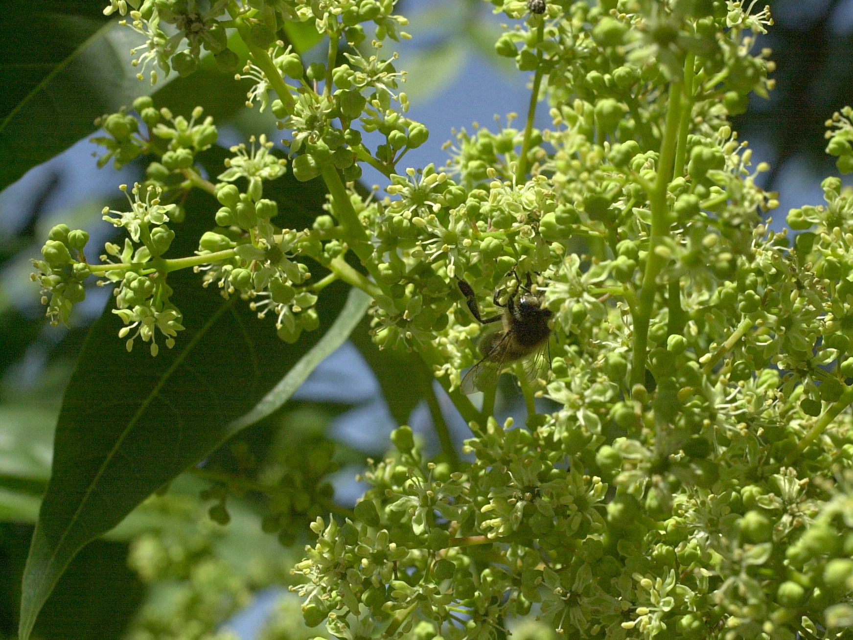 Afficher le média ailanthus_altissima4md ailanthus_altissima4md