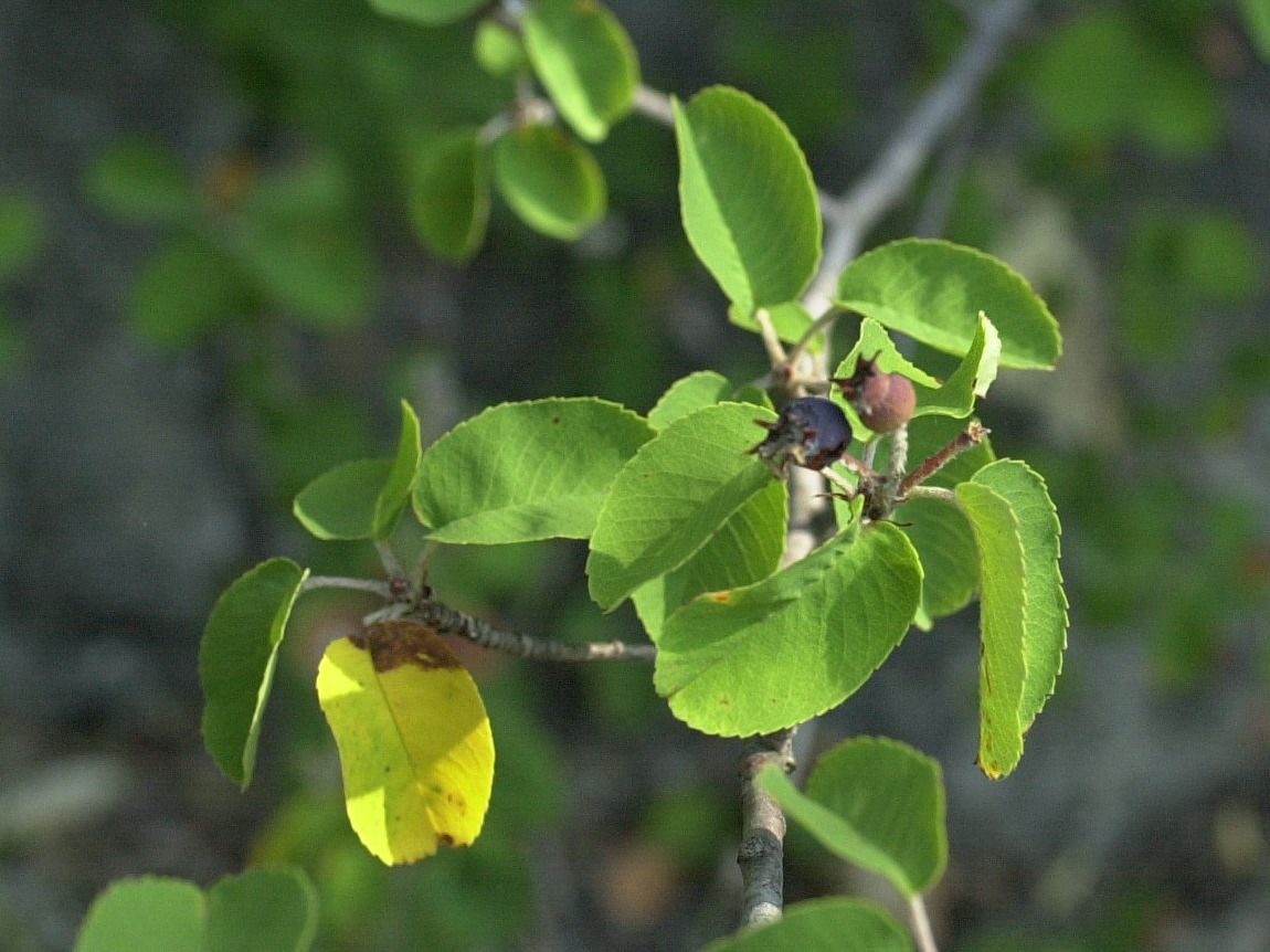 Afficher le média amelanchier_ovalis2md amelanchier_ovalis2md