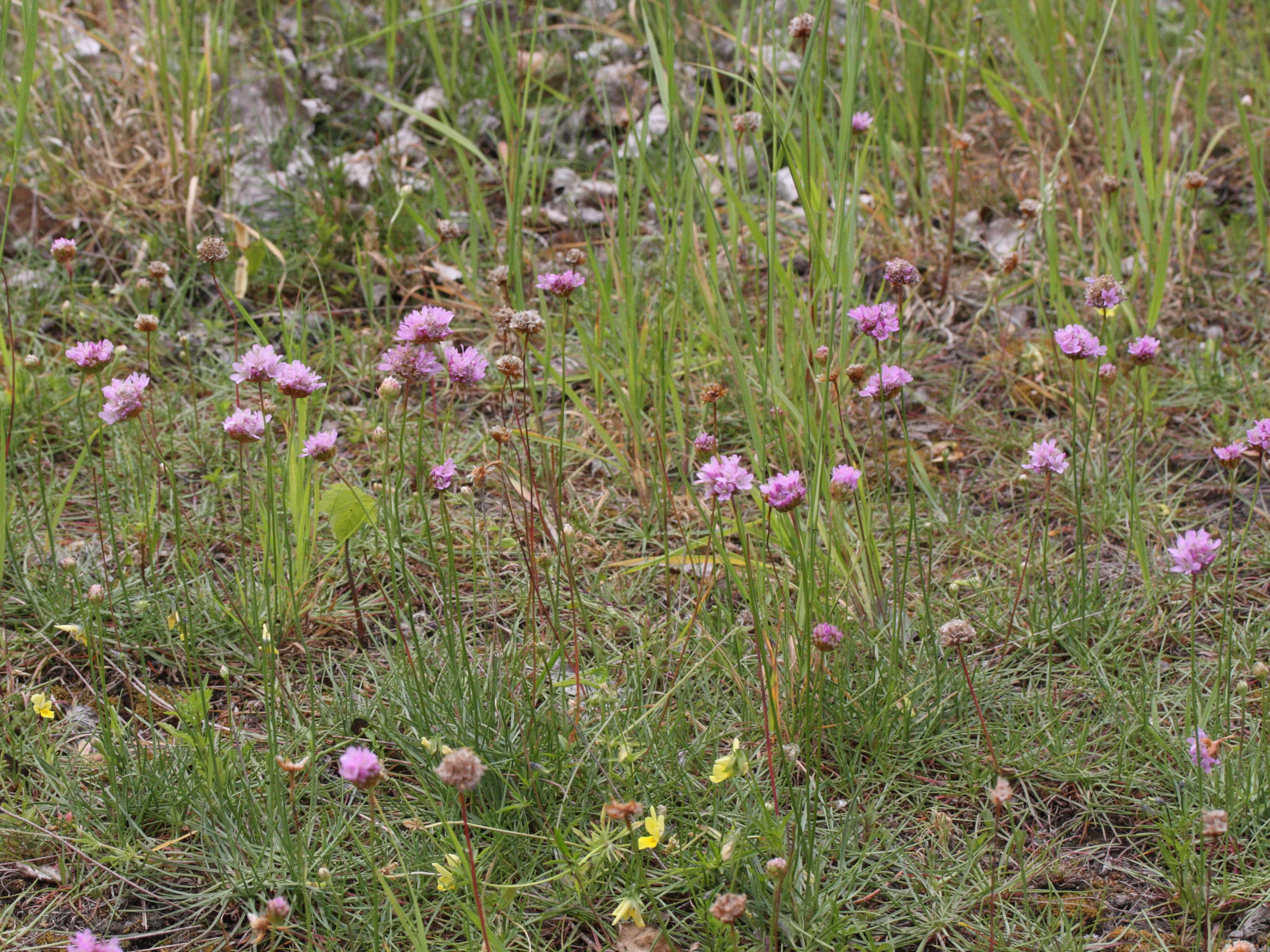 Afficher le média armeria_halleri1md armeria_halleri1md