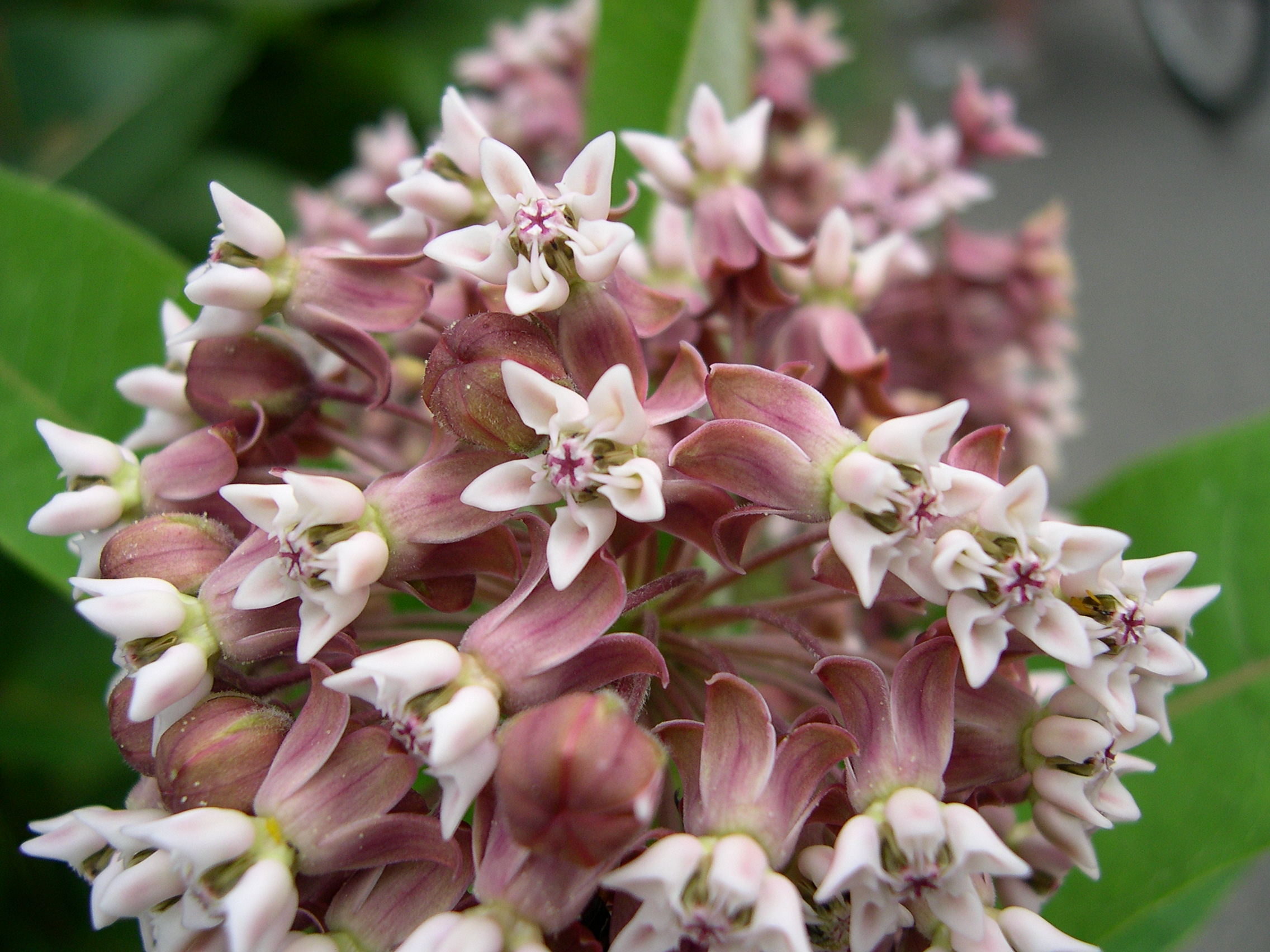 Asclepias_syriaca
