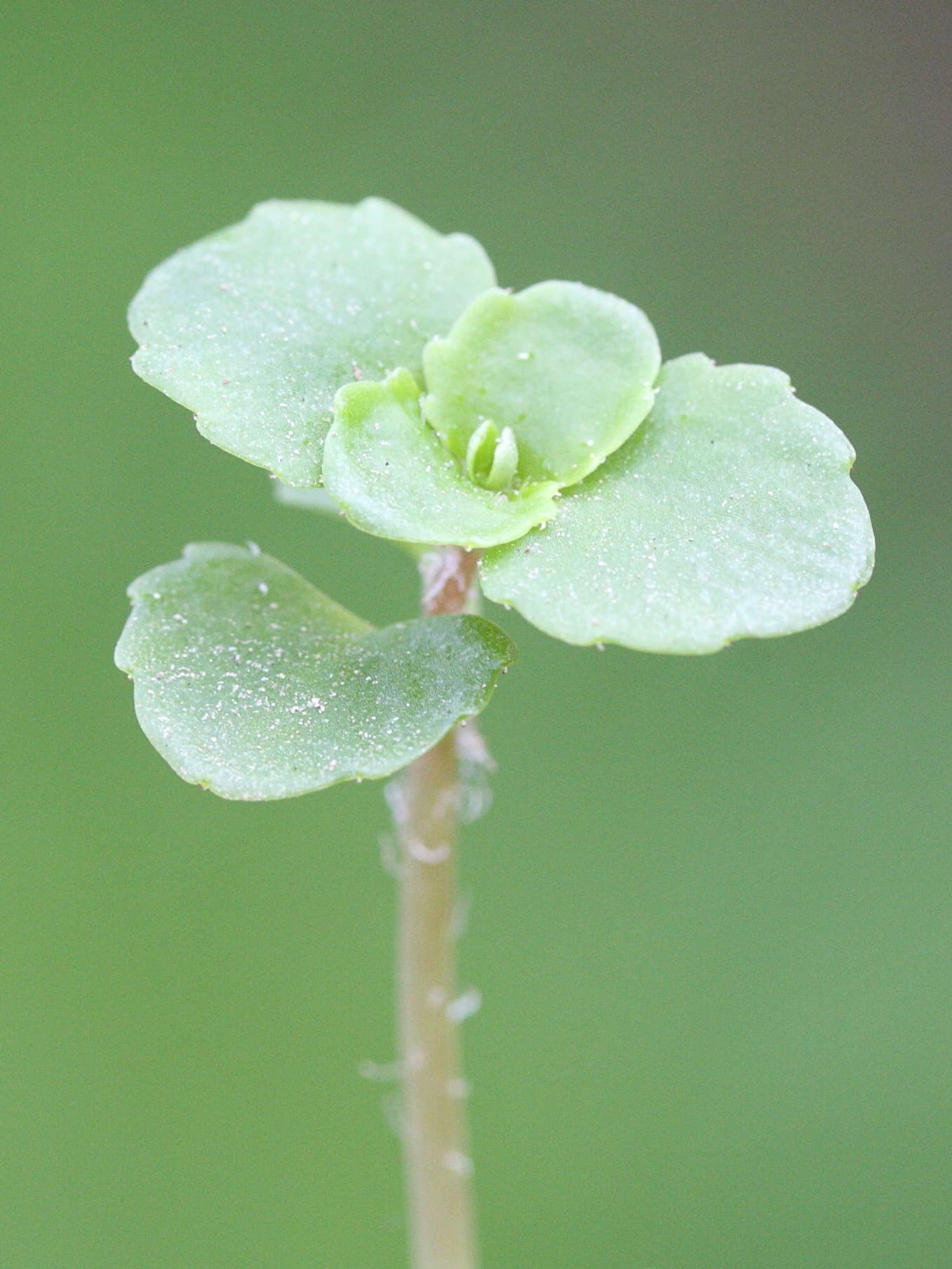 Afficher le média chrysosplenium_oppositifolium5md chrysosplenium_oppositifolium5md