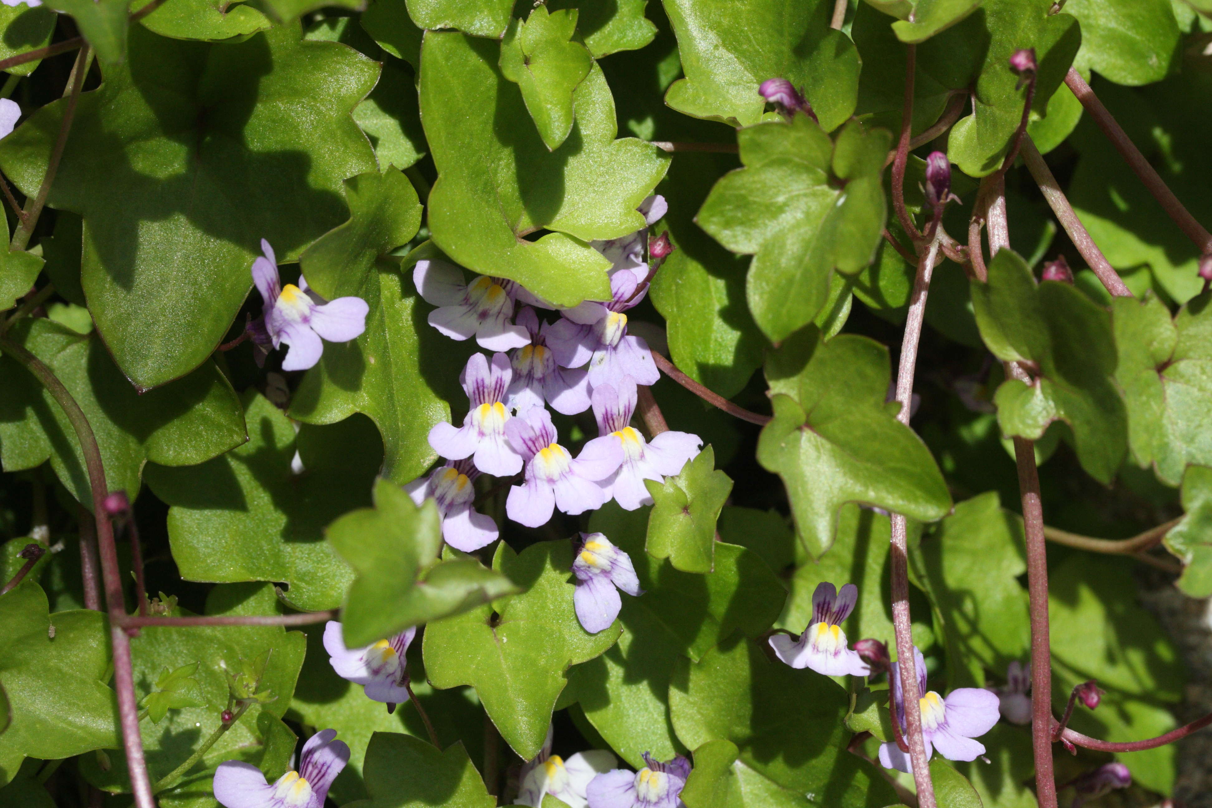 Afficher le média cymbalaria_muralis4md cymbalaria_muralis4md