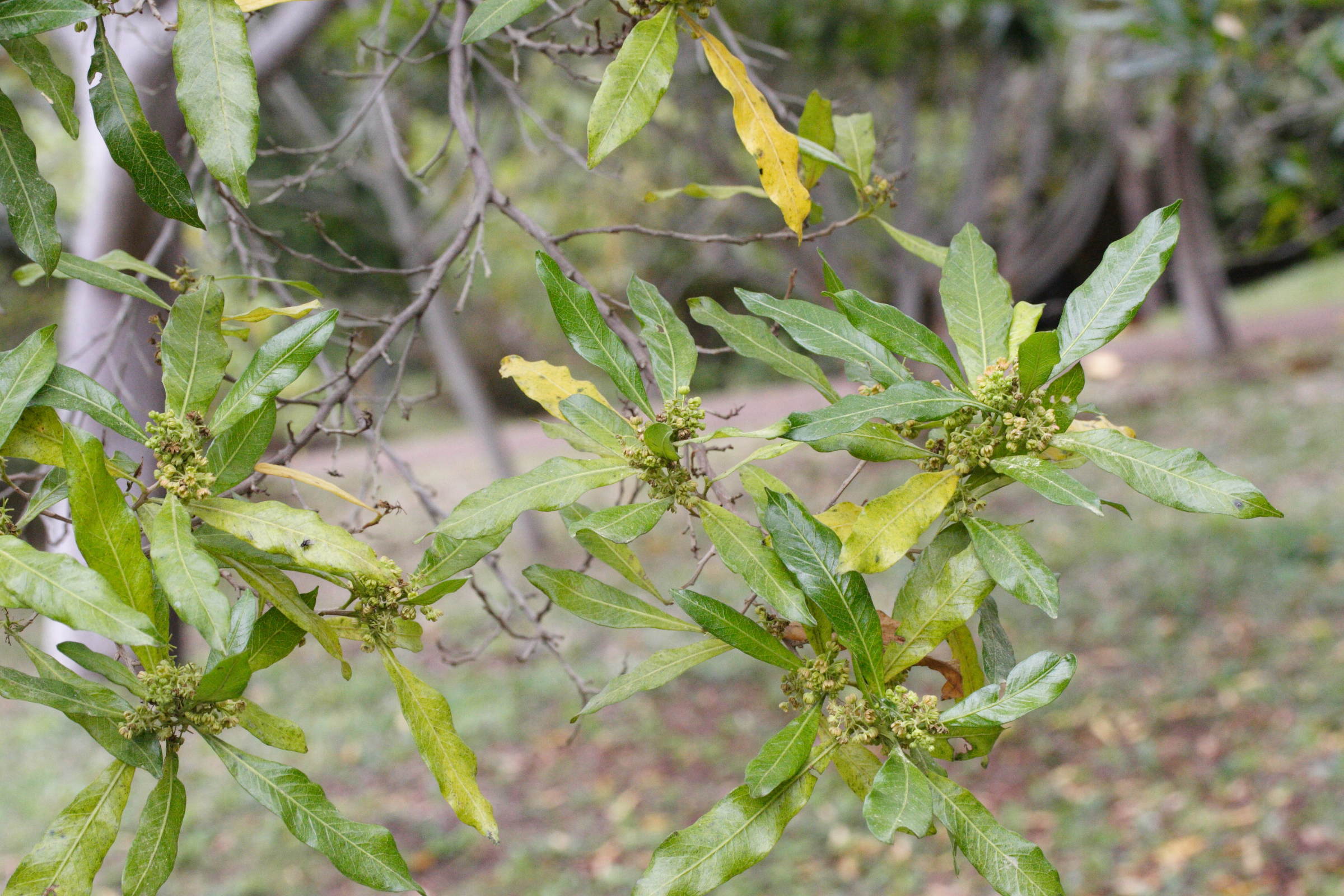 Afficher le média dodonaea_viscosa2md dodonaea_viscosa2md