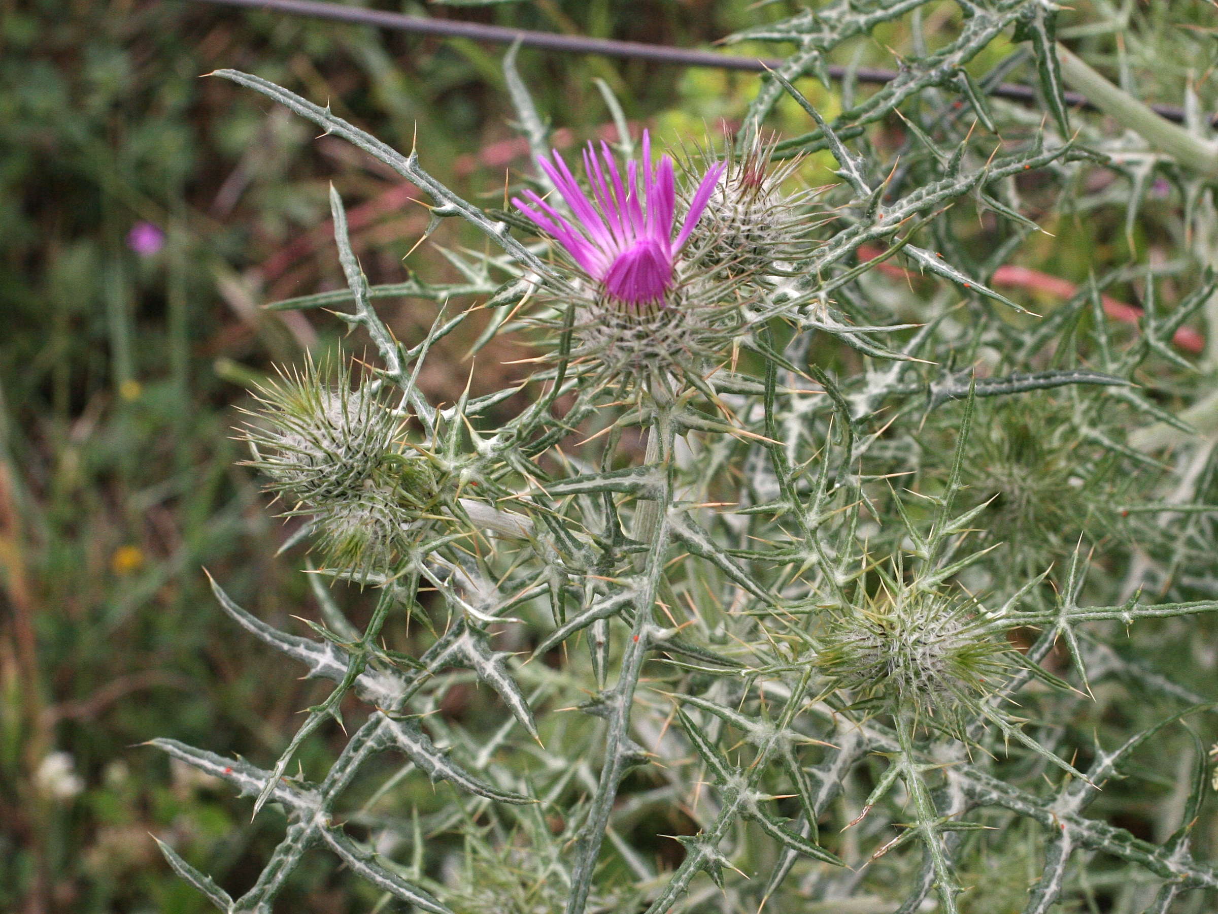 Afficher le média Galactites_elegans Galactites_elegans