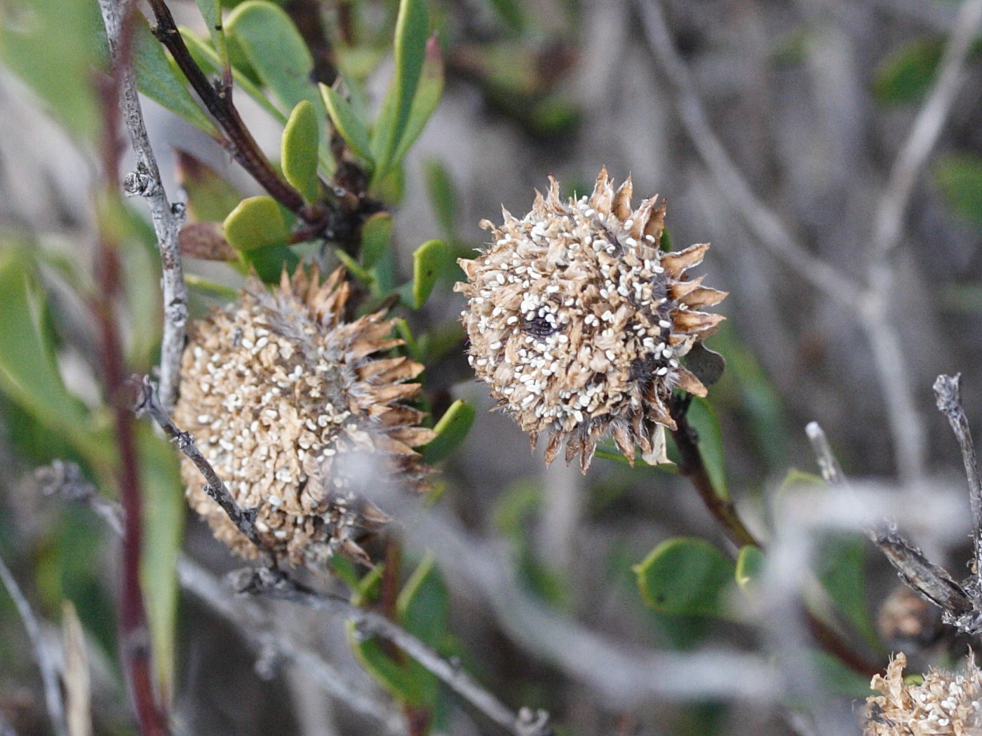 Afficher le média globularia_alypum4md globularia_alypum4md