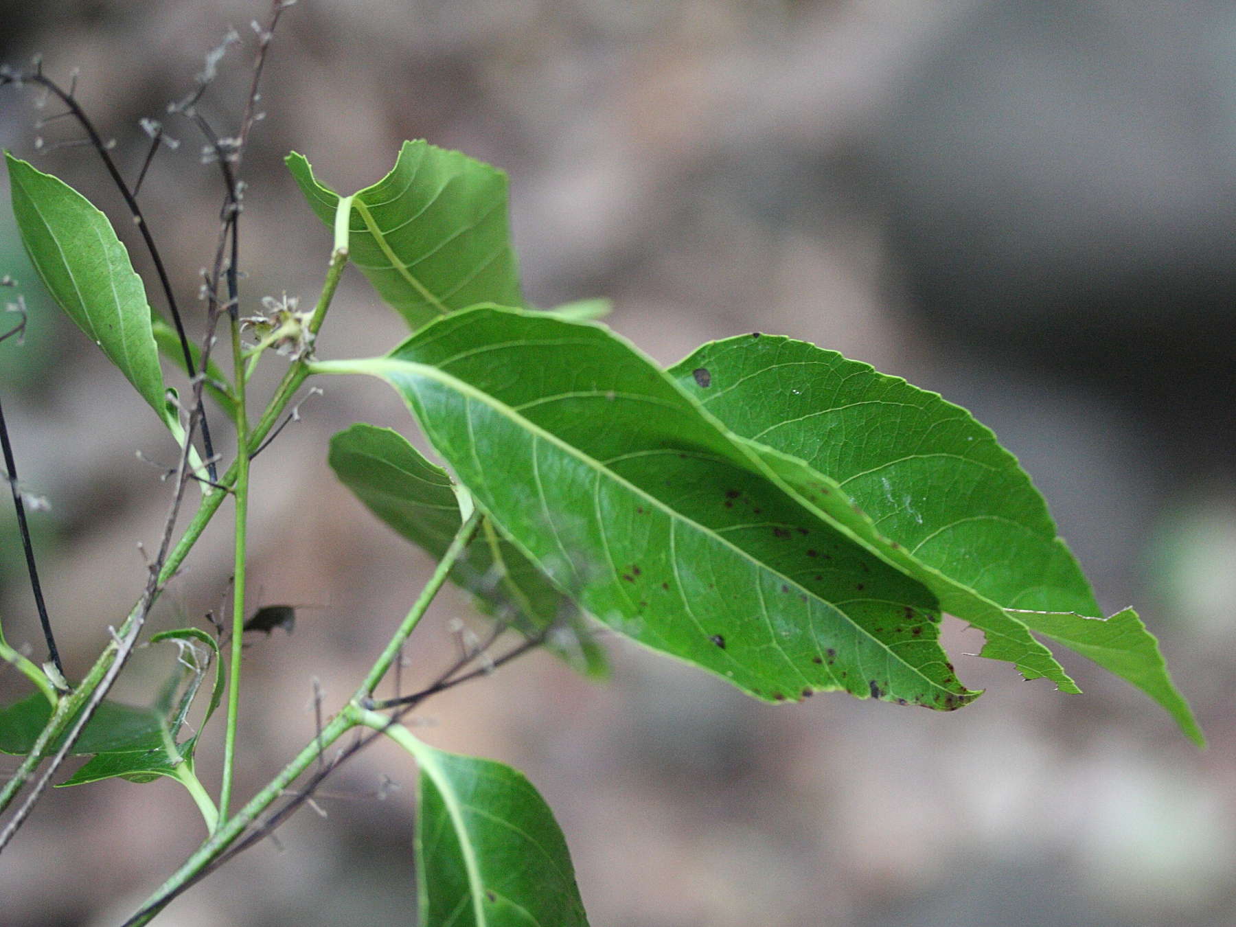 homalium_racemosum2md