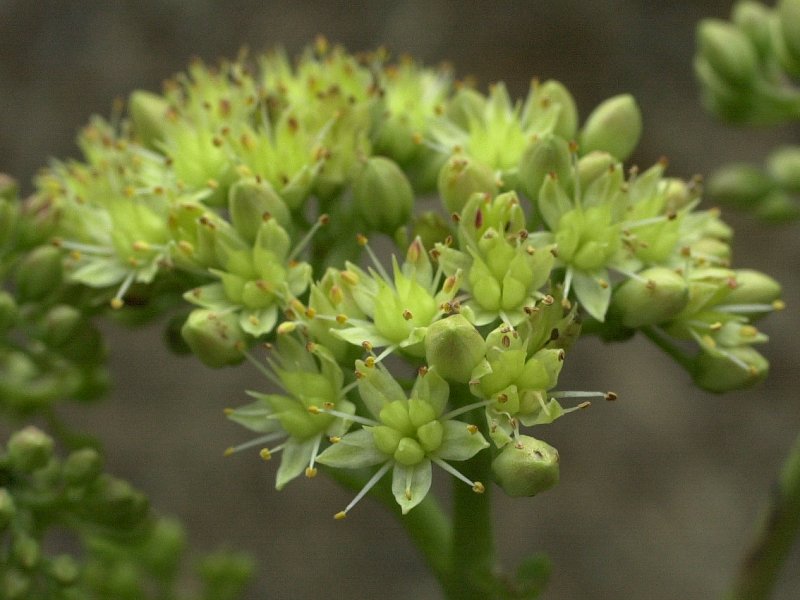 Hylotelephium_maximum