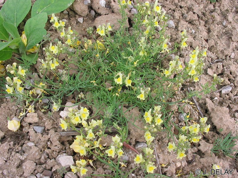 Afficher le média linaria_supina1jd linaria_supina1jd