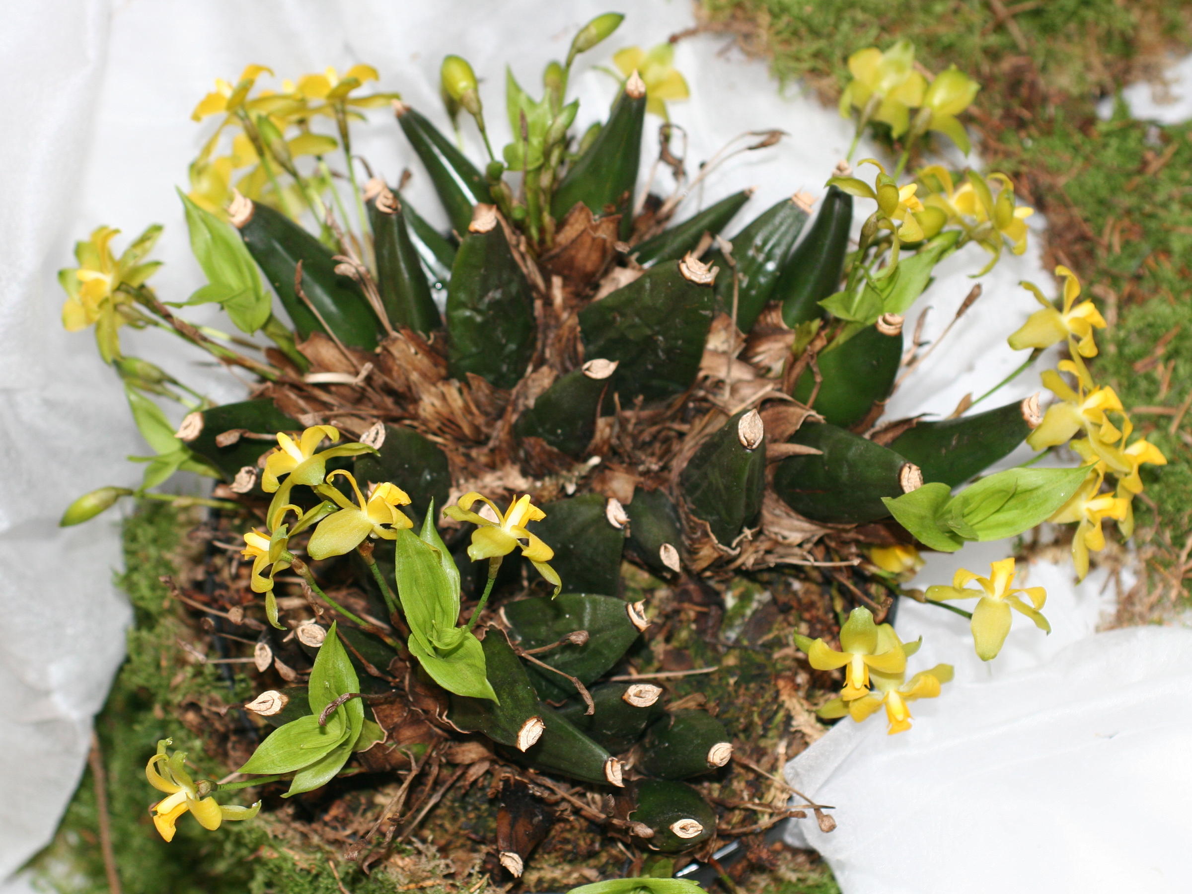 Afficher le média Lycaste_campbellii Lycaste_campbellii