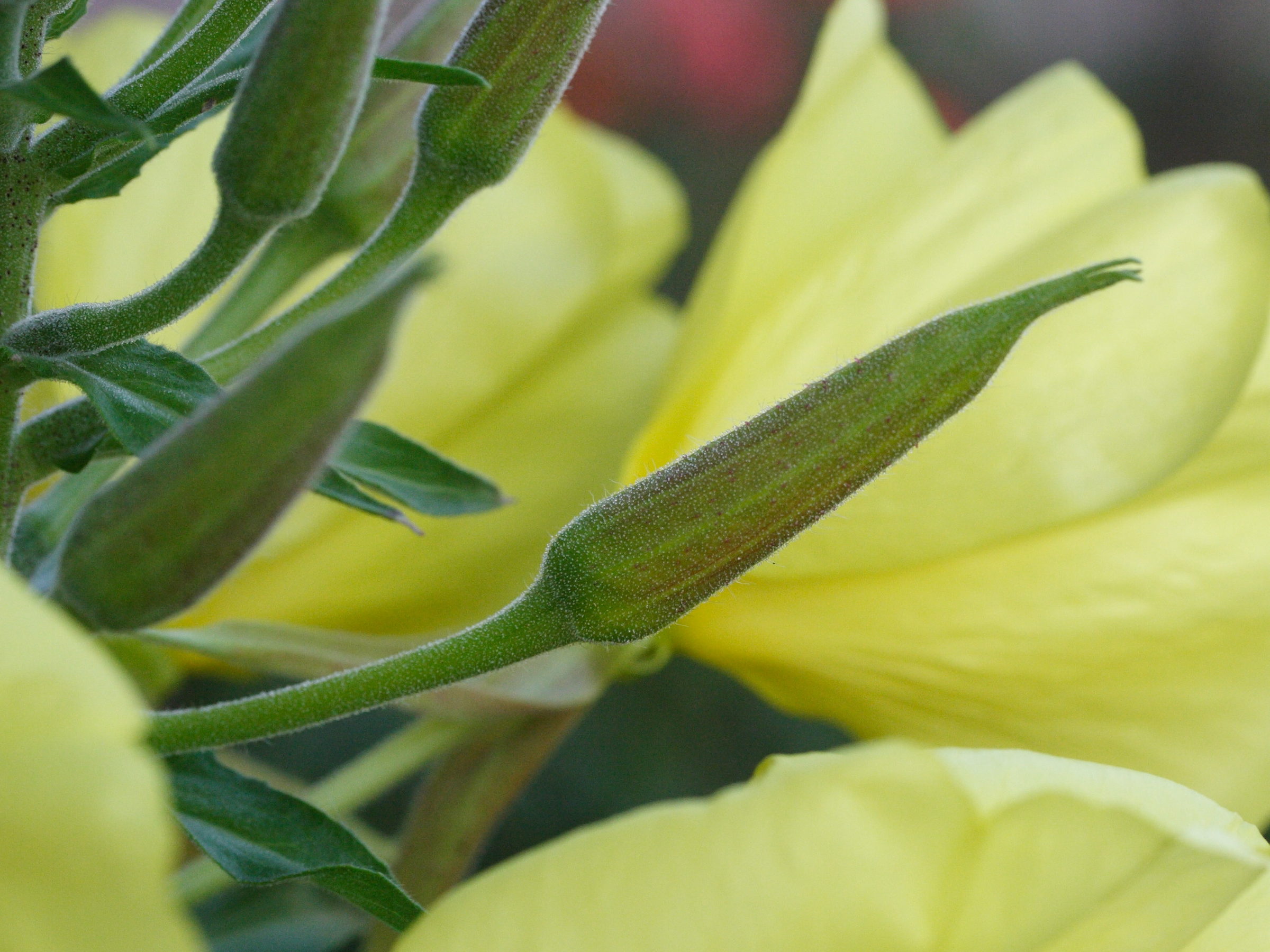 Oenothera_glazioviana