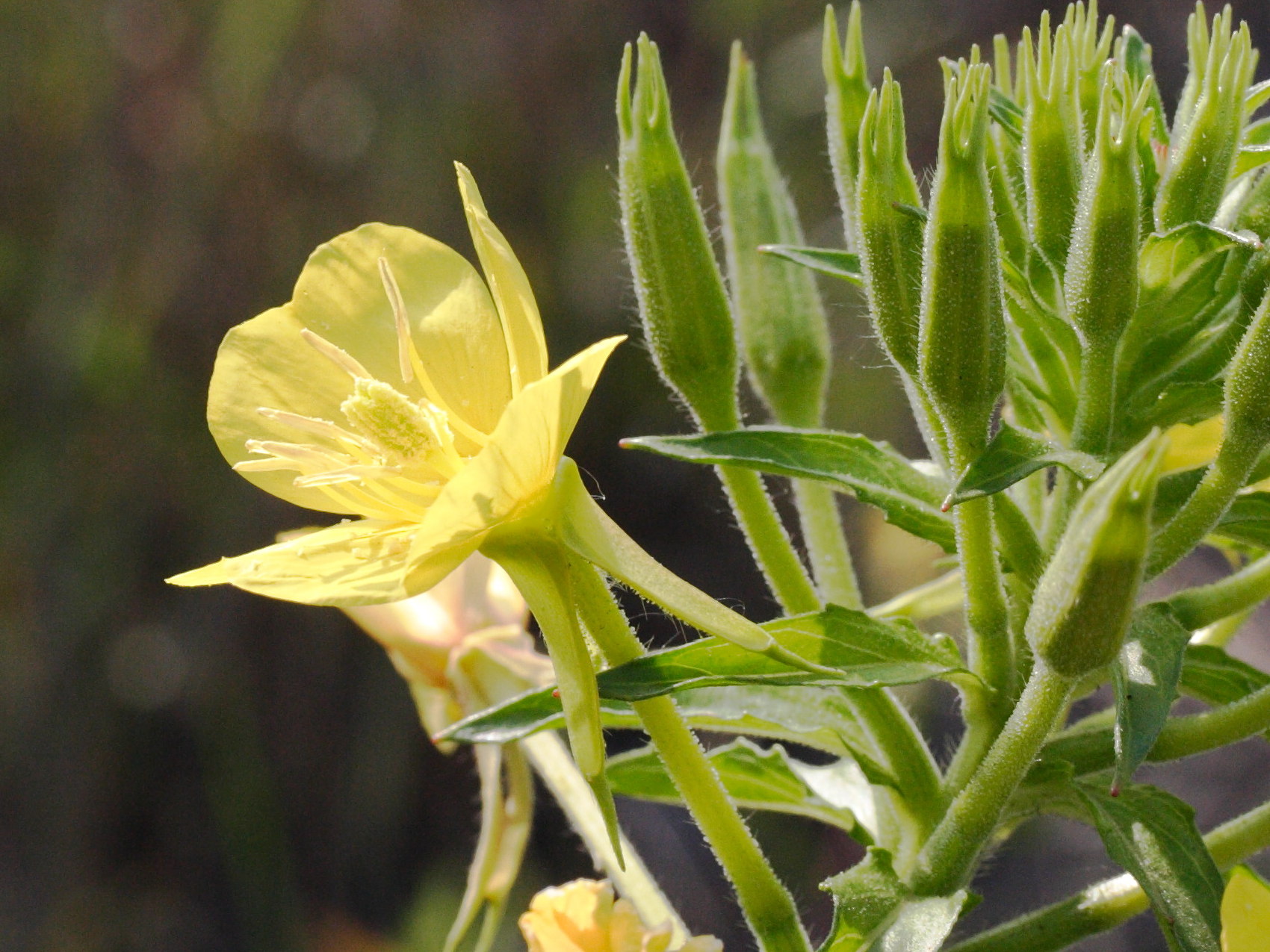 oenothera_subterminalis3md