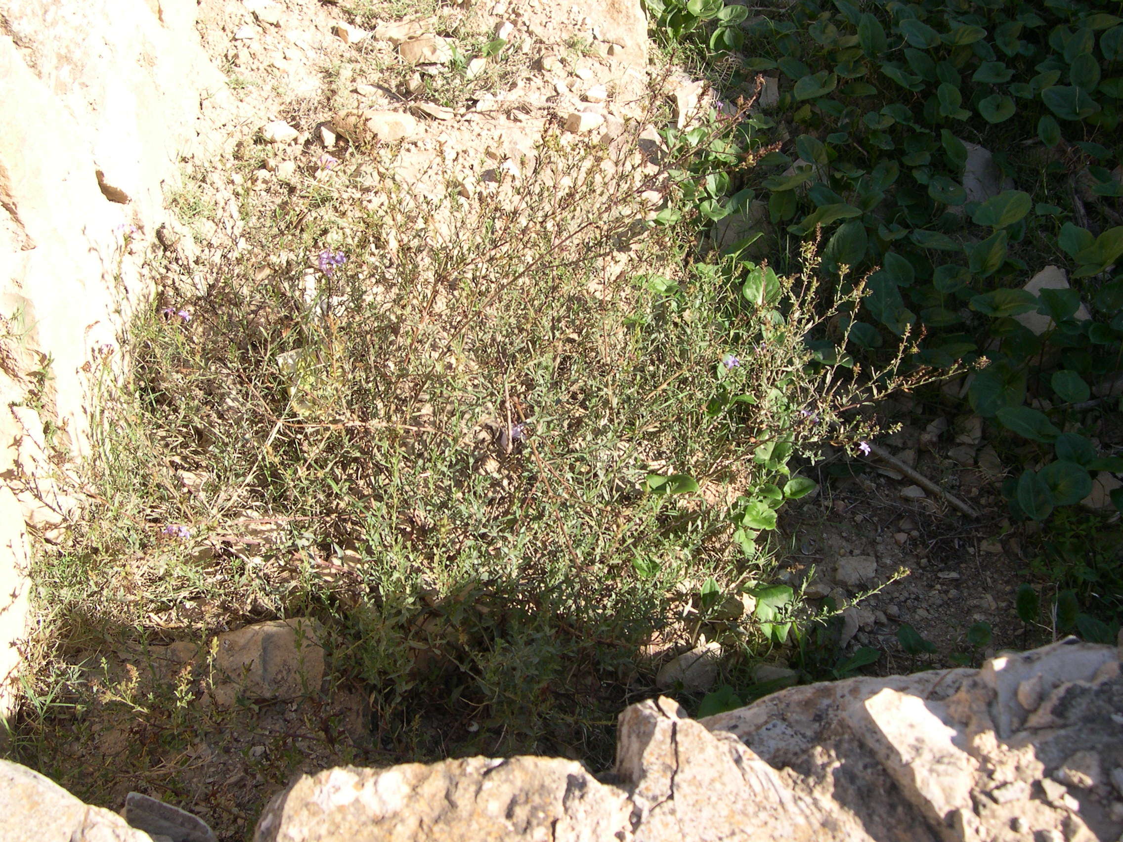 plumbago_europaea1md