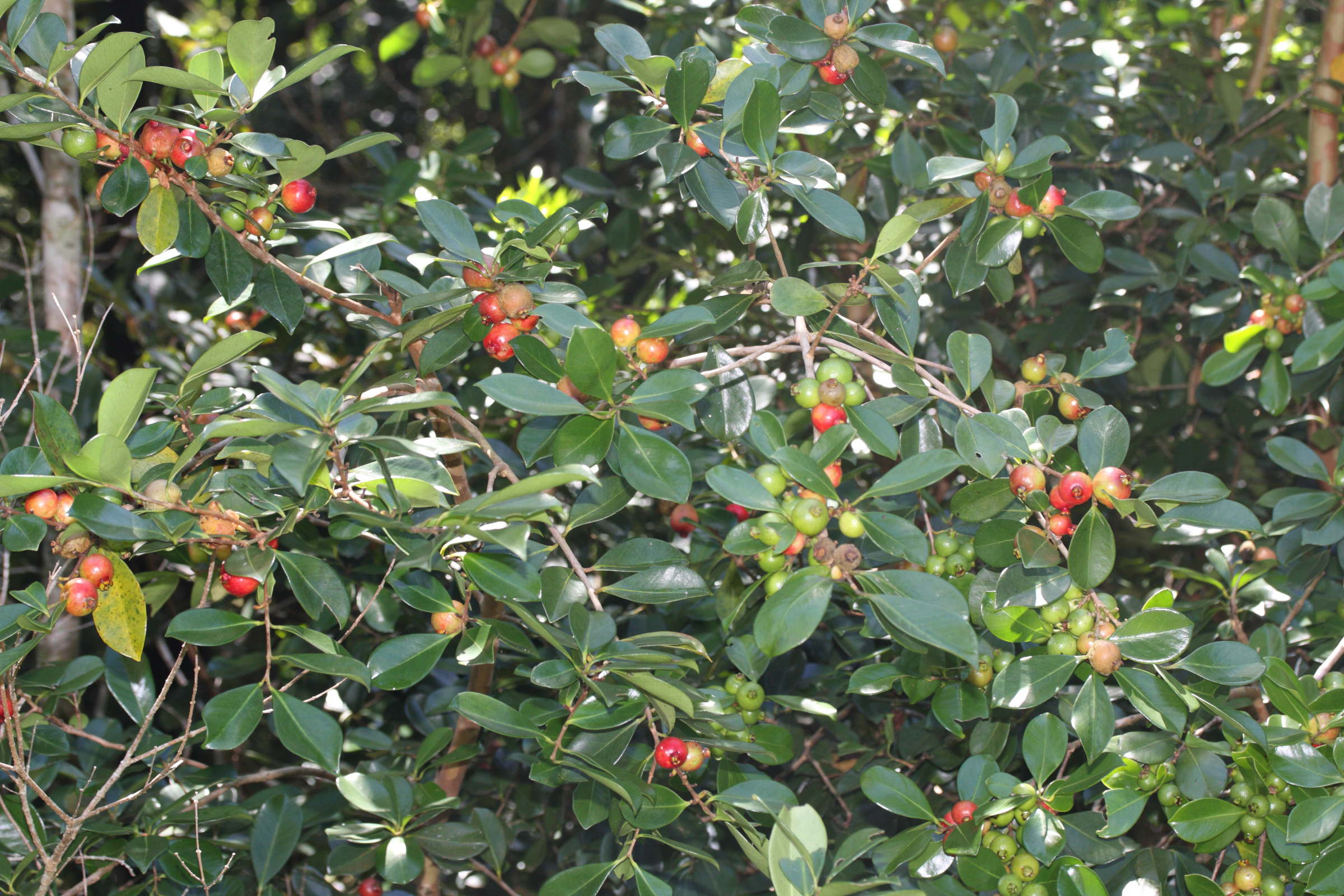 psidium_cattleianum6md