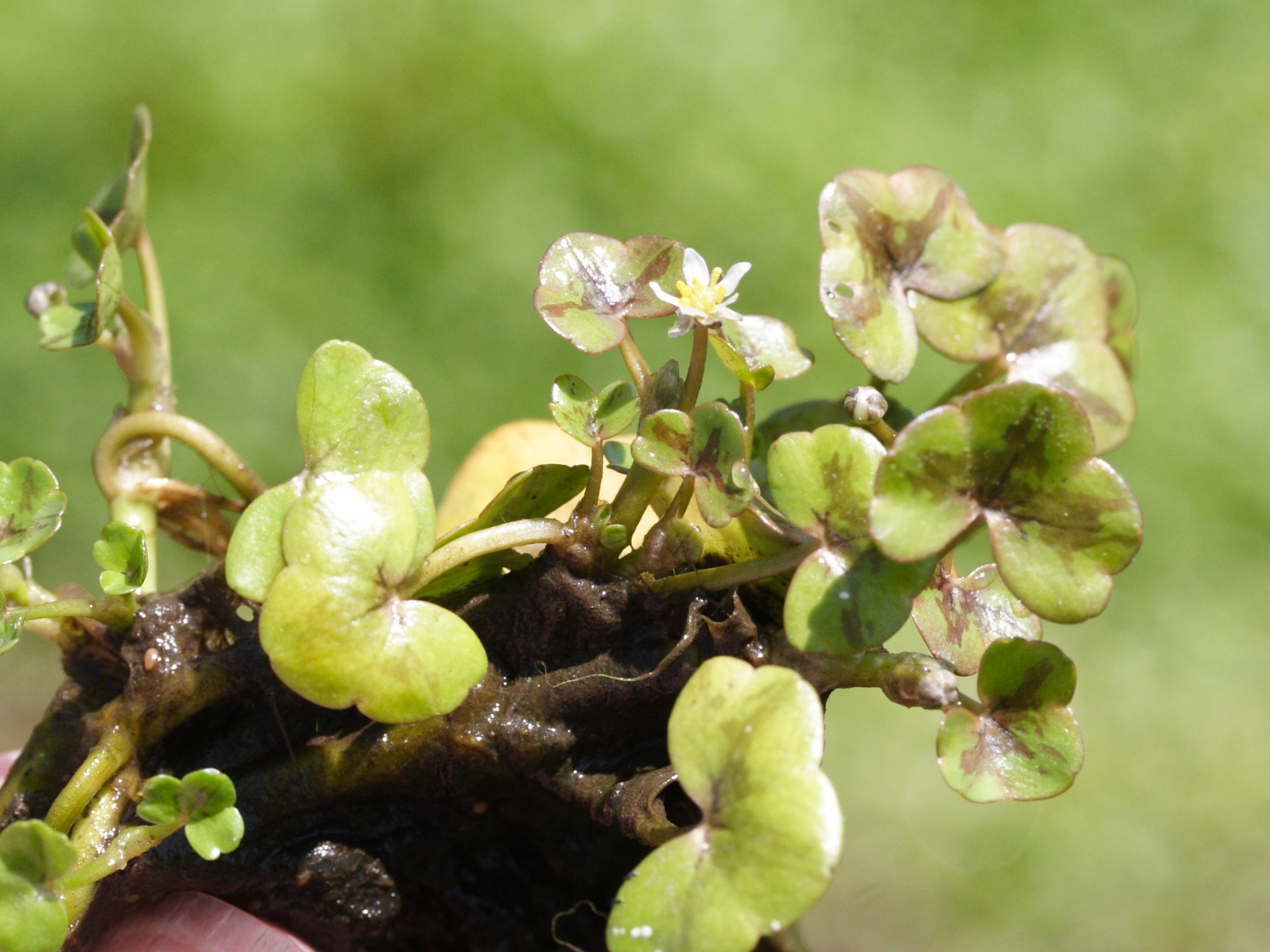 Afficher le média ranunculus_hederaceus2amd ranunculus_hederaceus2amd