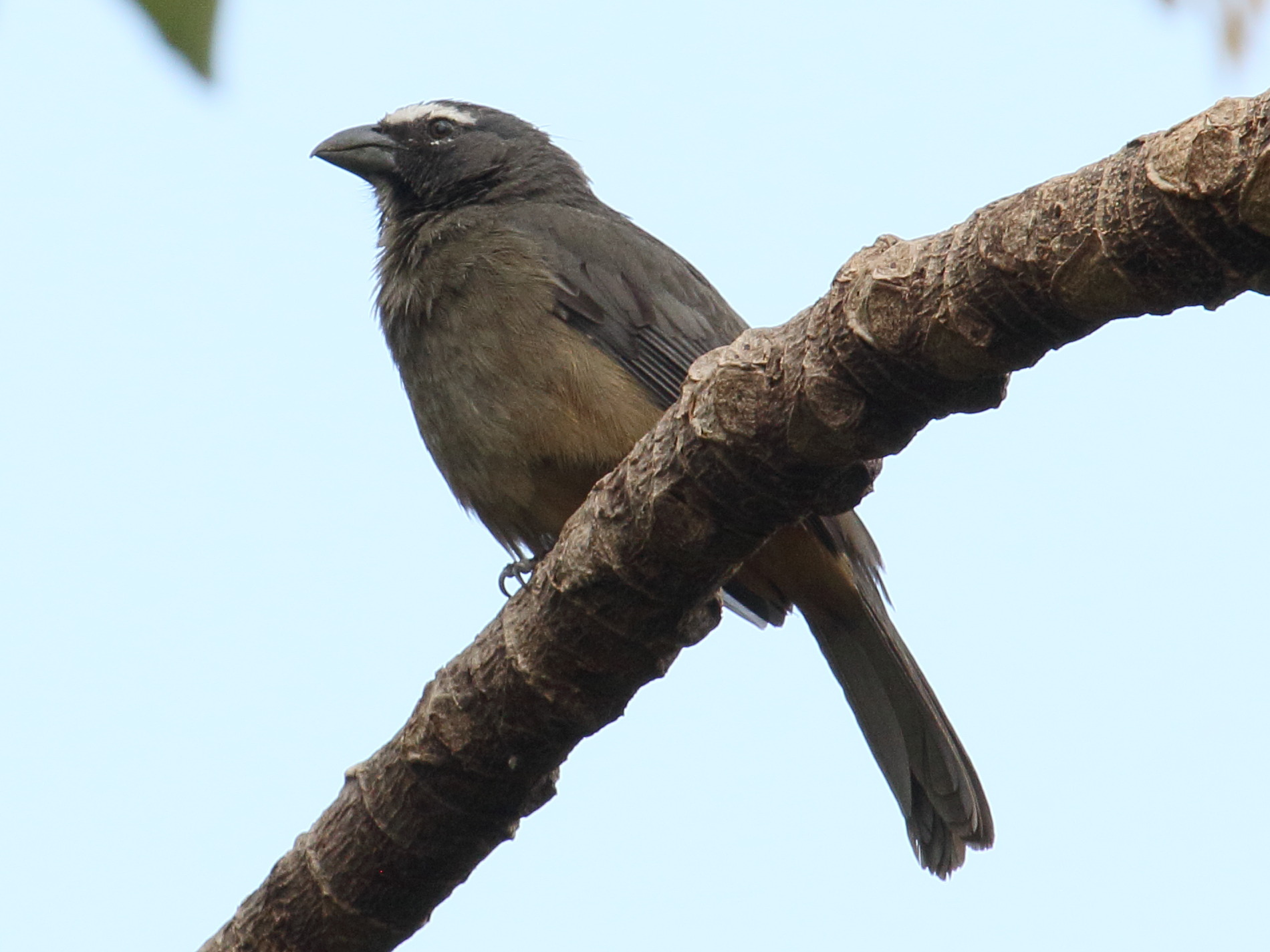 Saltator_coerulescens