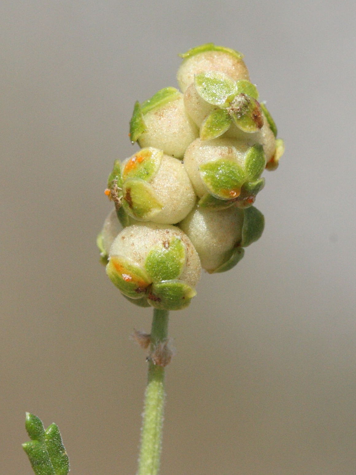 sarcopoterium_spinosum8md