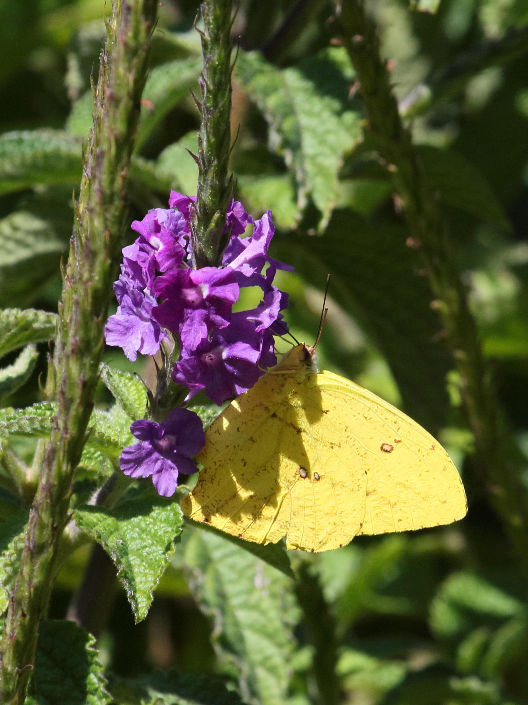 stachytarpheta_frantzii2bd