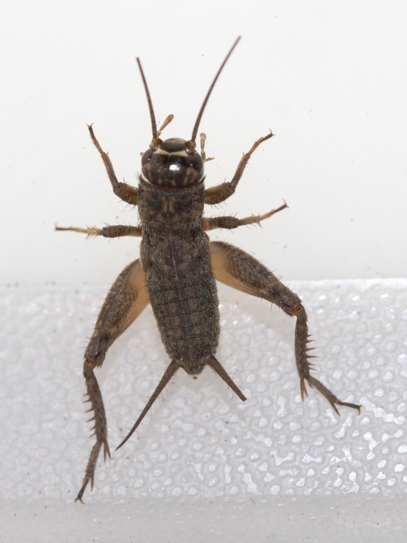 Tartarogryllus_burdigalensis