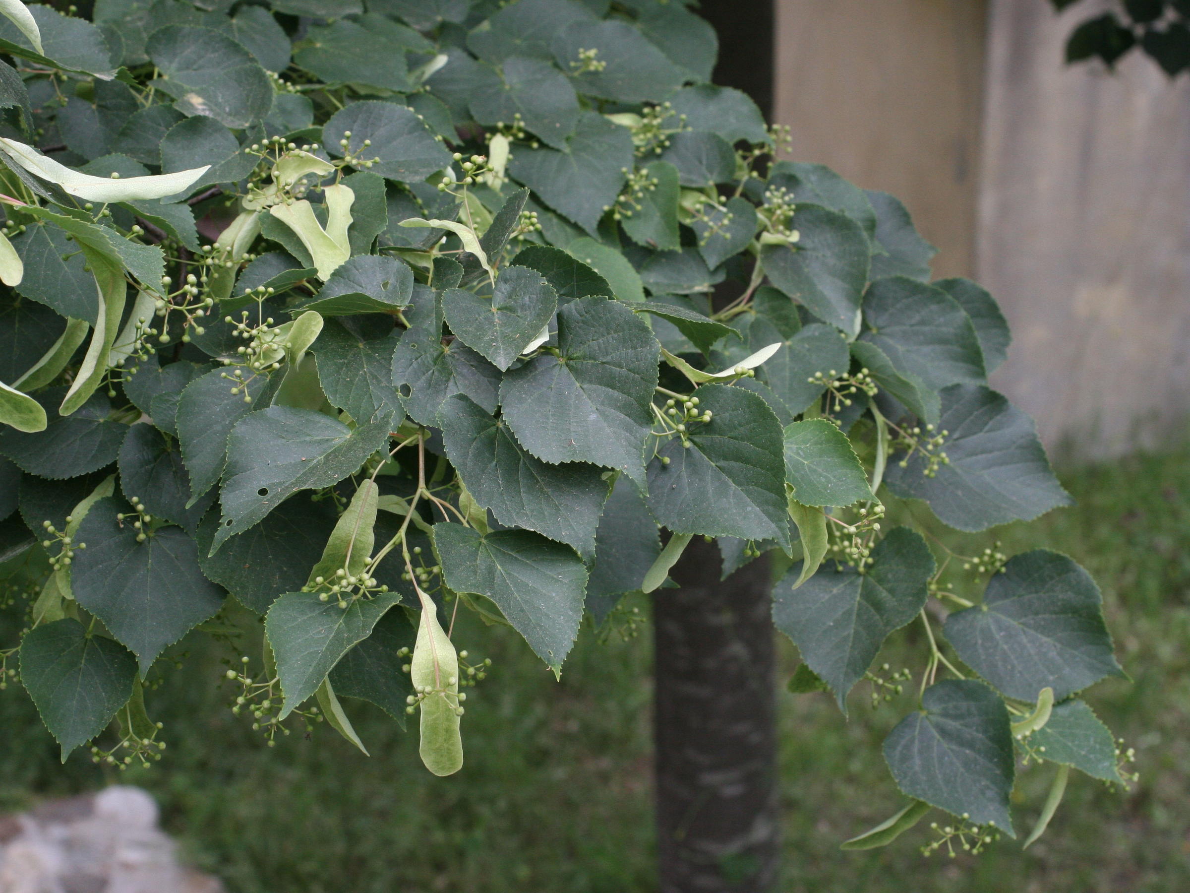 tilia_cordata4md