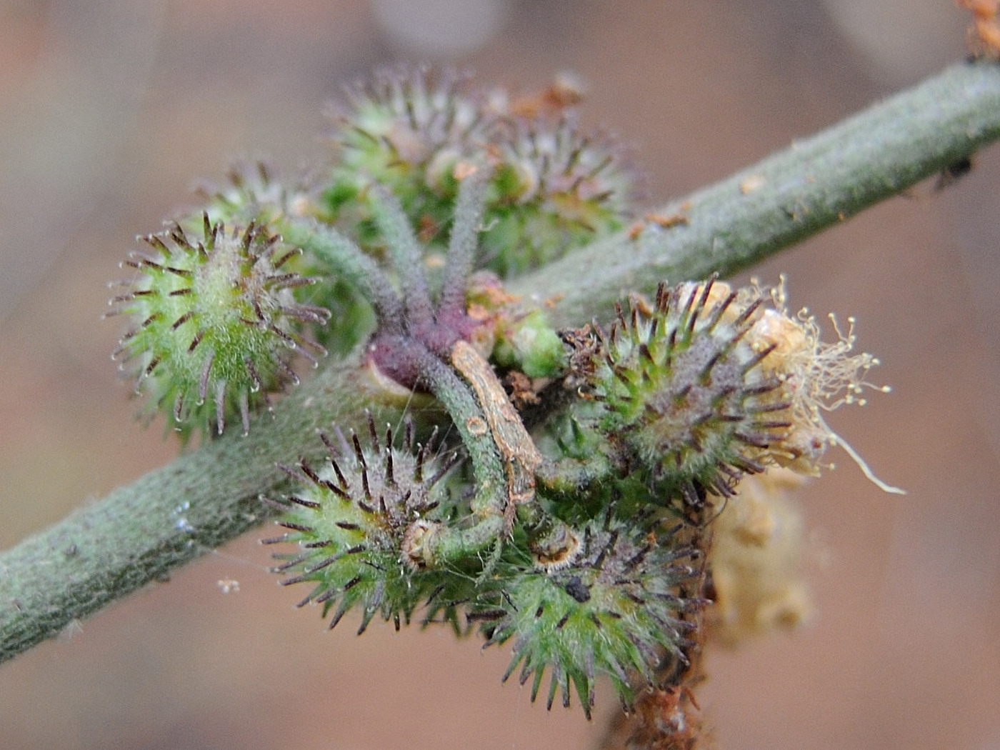 triumfetta_rhomboidea6md