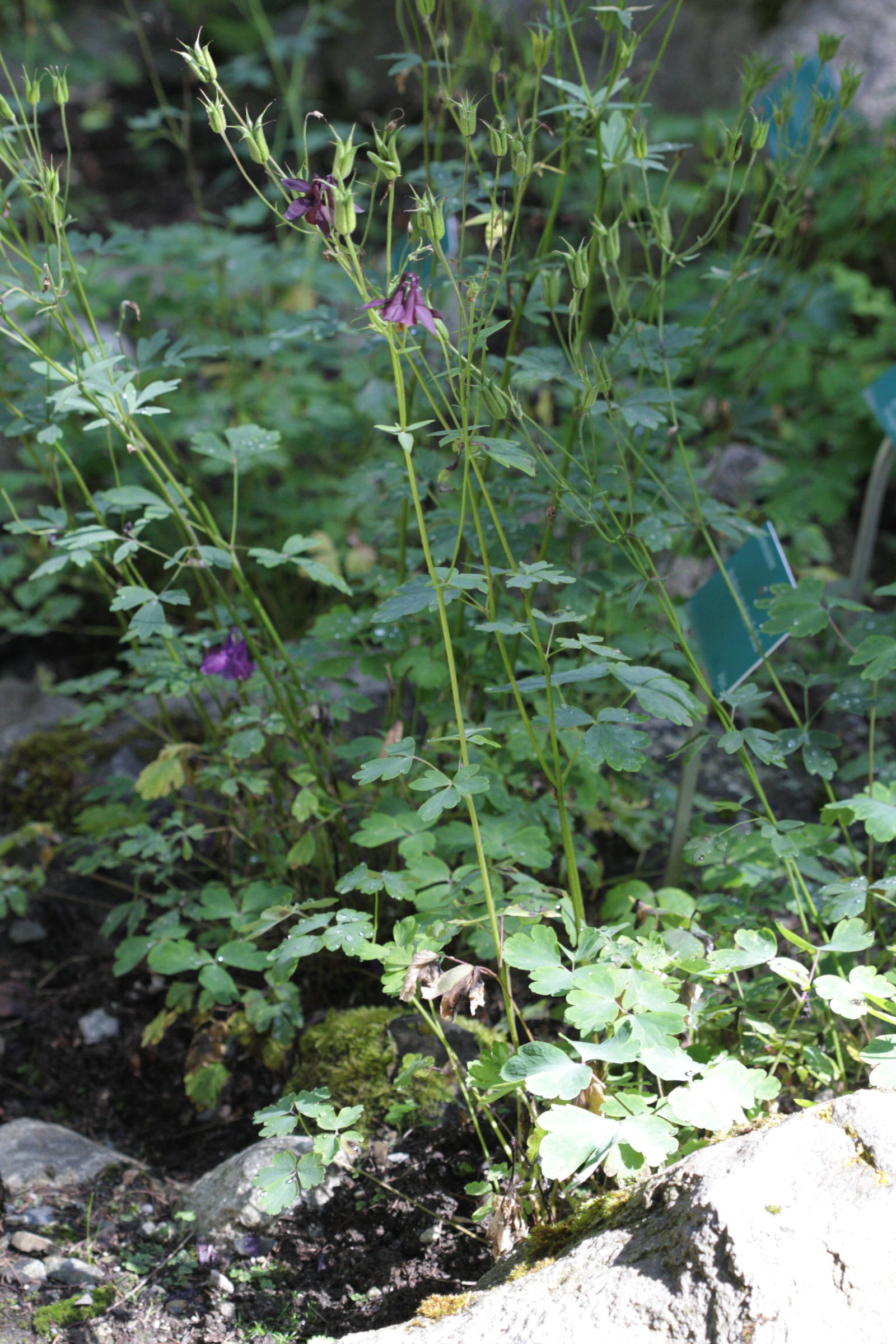 aquilegia_atrata1bd
