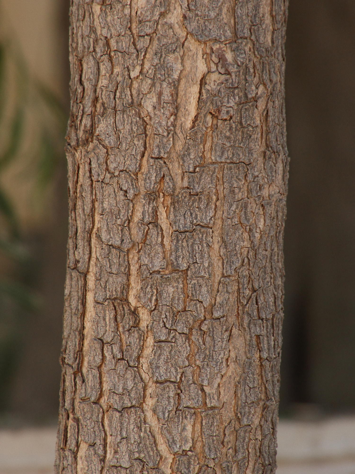 Afficher le média azadirachta_indica6md azadirachta_indica6md