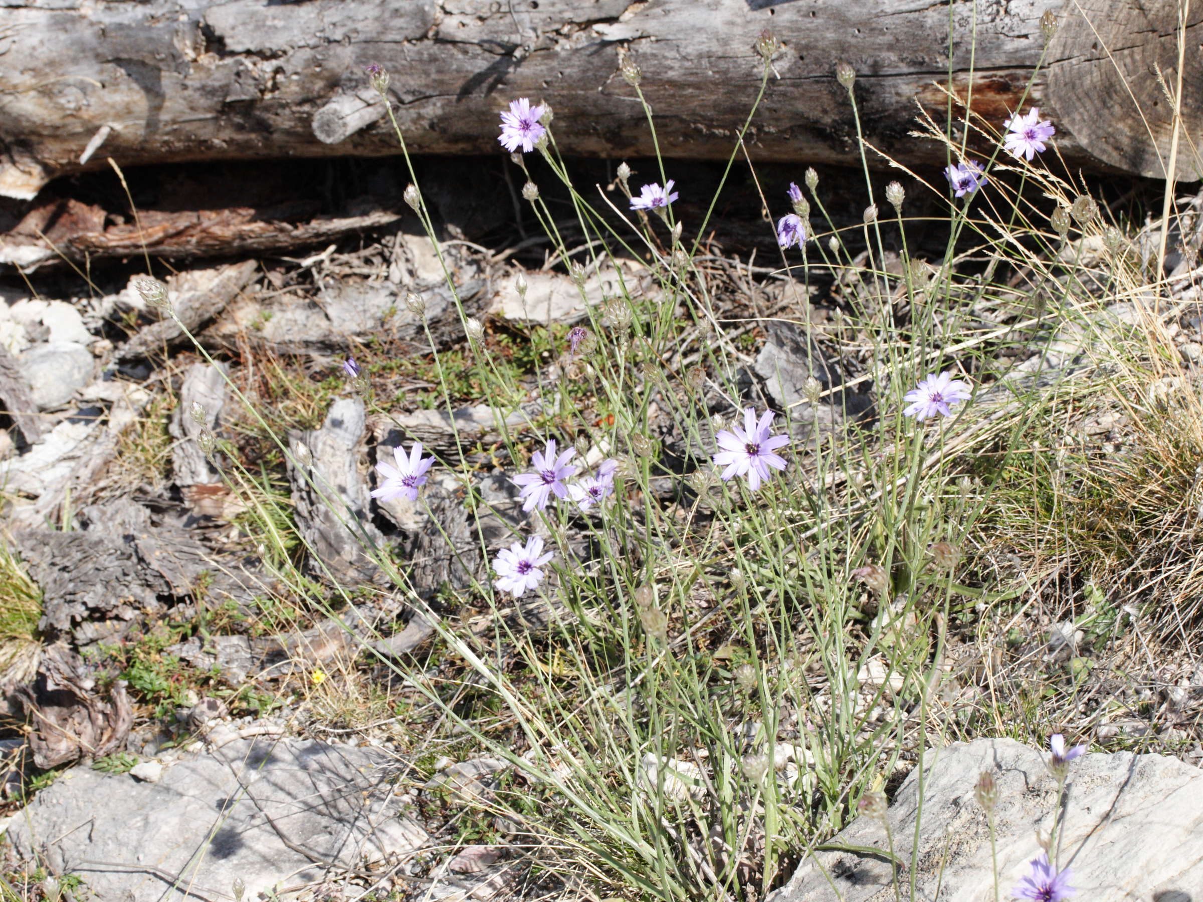 Afficher le média Catananche_caerulea Catananche_caerulea