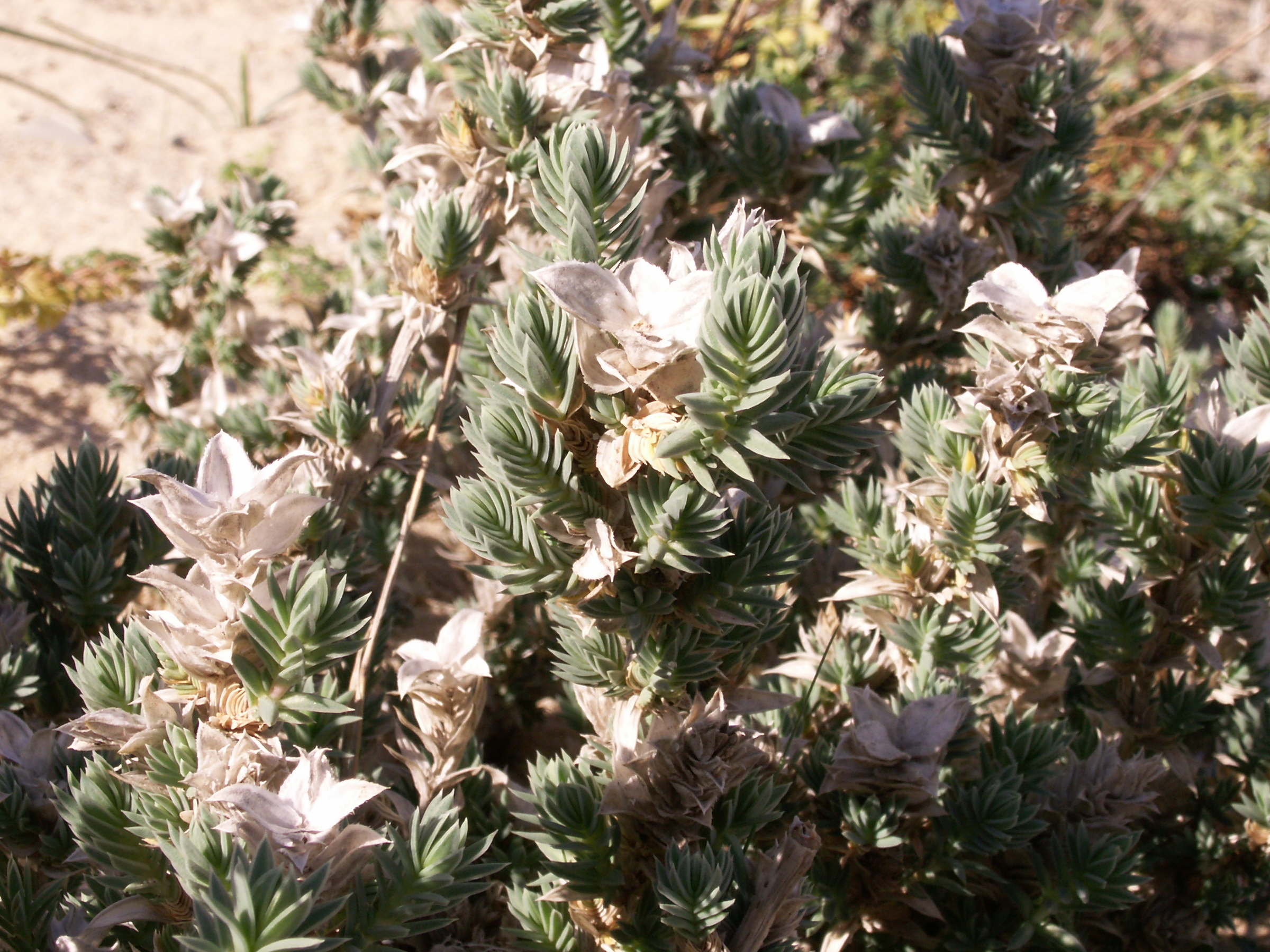 Afficher le média crucianella_maritima2bd crucianella_maritima2bd