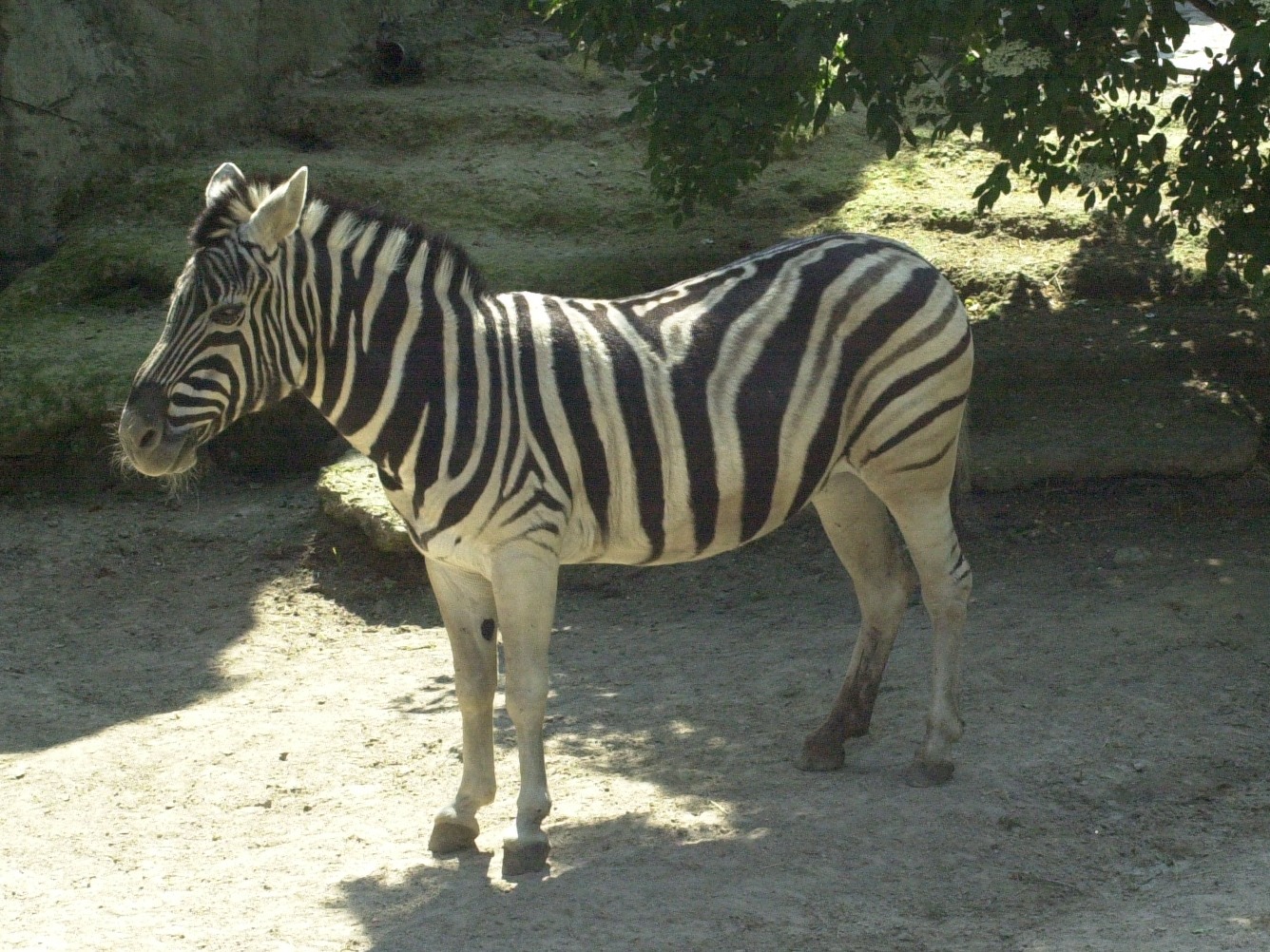 Equus_quagga ssp. quagga