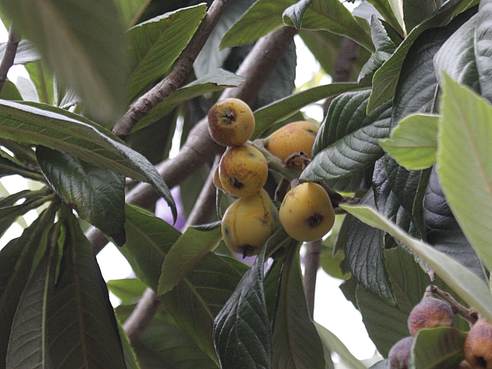 eriobotrya_japonica7bd