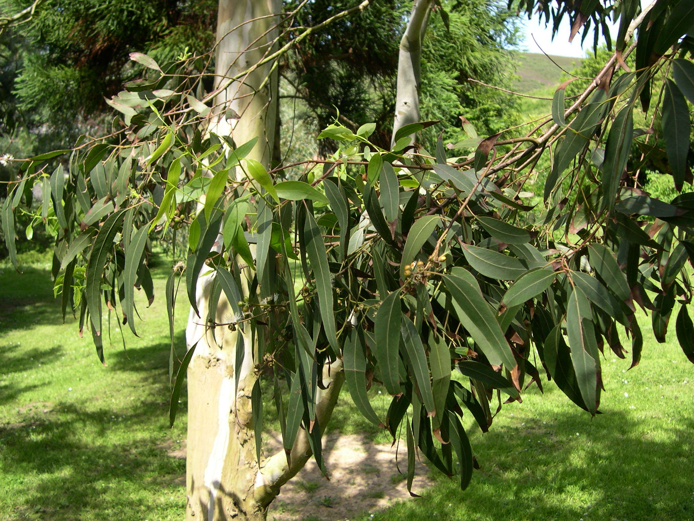 Afficher le média eucalyptus_moorei_nana2md eucalyptus_moorei_nana2md