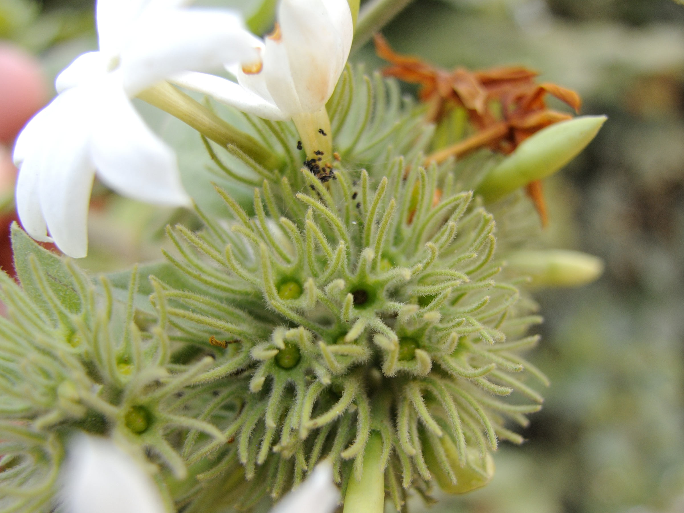 jasminum_laurifolium3md