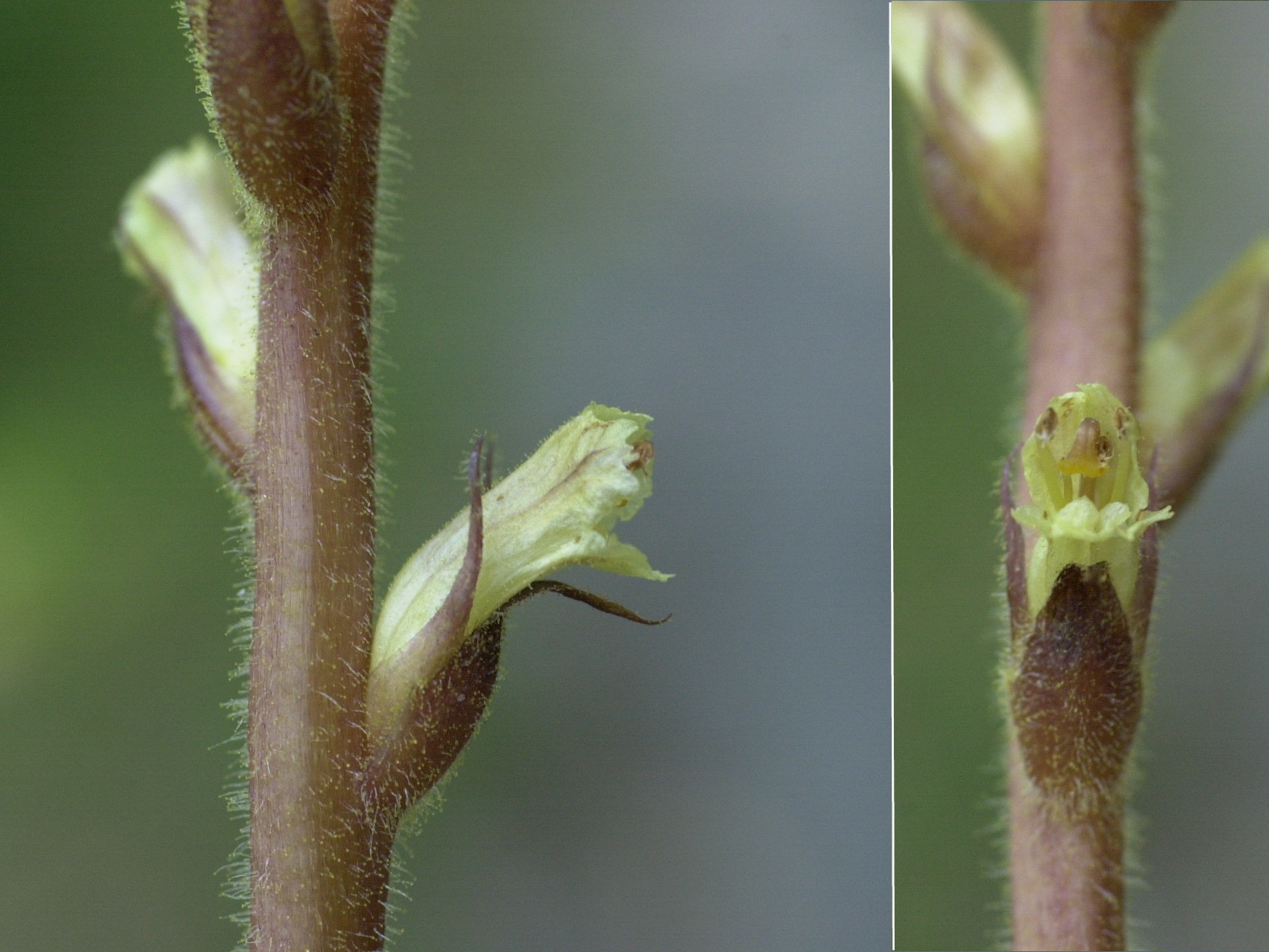 Afficher le média orobanche_minor4md orobanche_minor4md