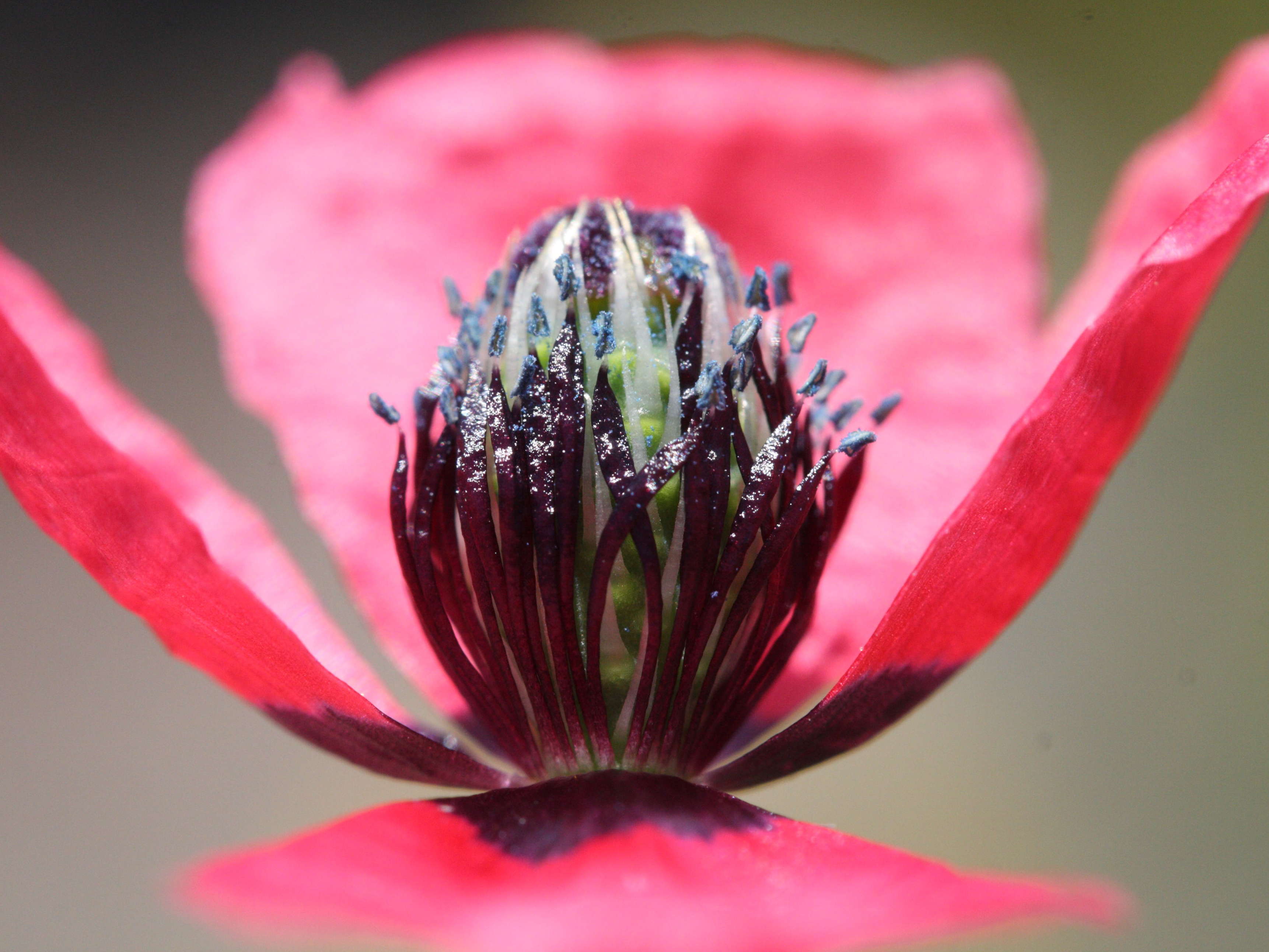 Afficher le média papaver_hybridum2md papaver_hybridum2md