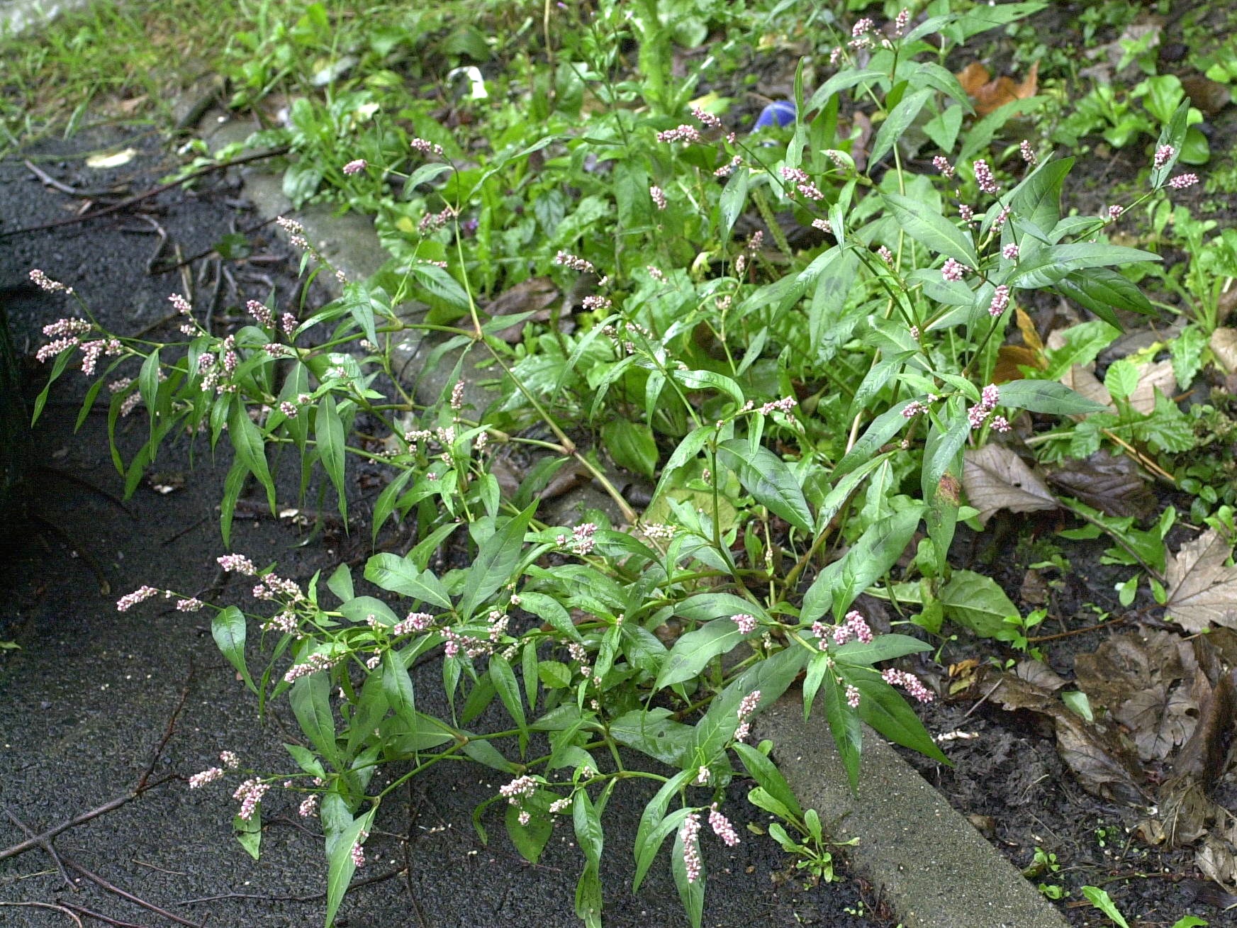 Afficher le média persicaria_maculosa1md persicaria_maculosa1md