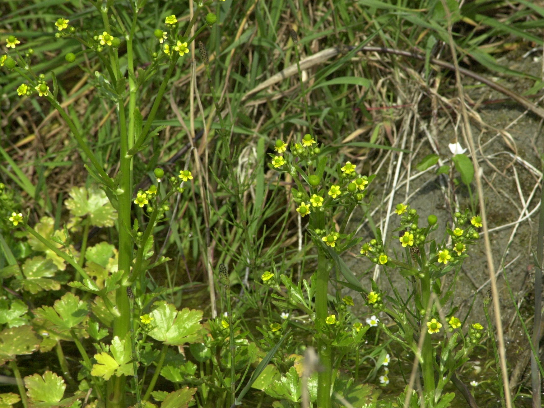 Afficher le média ranunculus_sceleratus2md ranunculus_sceleratus2md