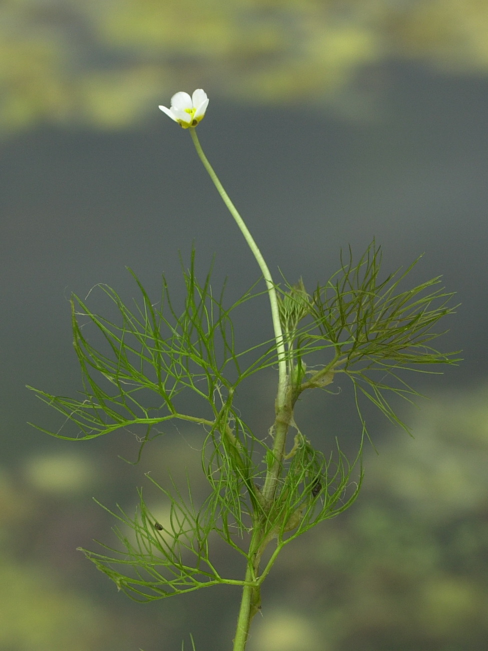 Afficher le média ranunculus_trichophyllus3md ranunculus_trichophyllus3md