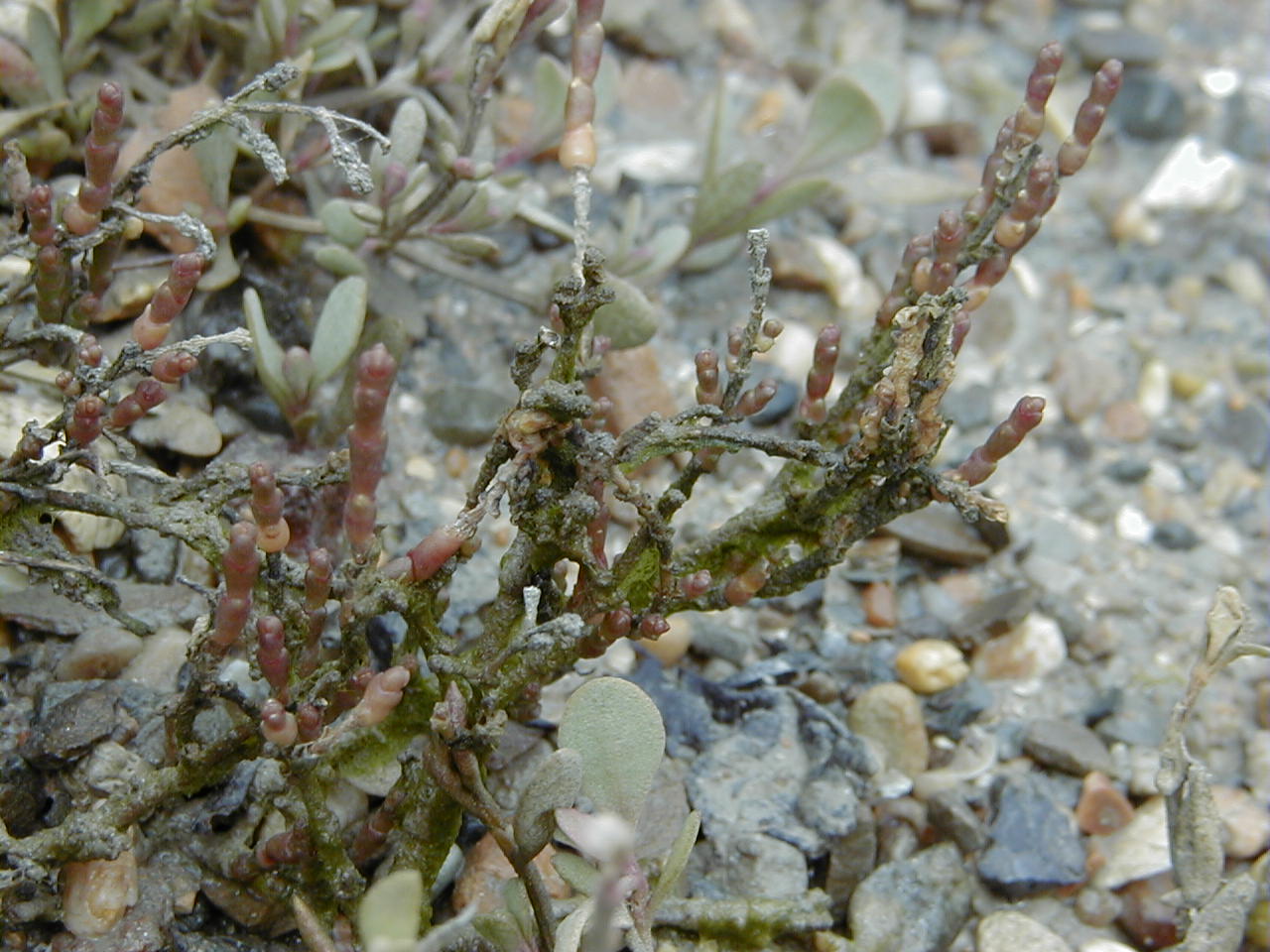 Sarcocornia_perennis