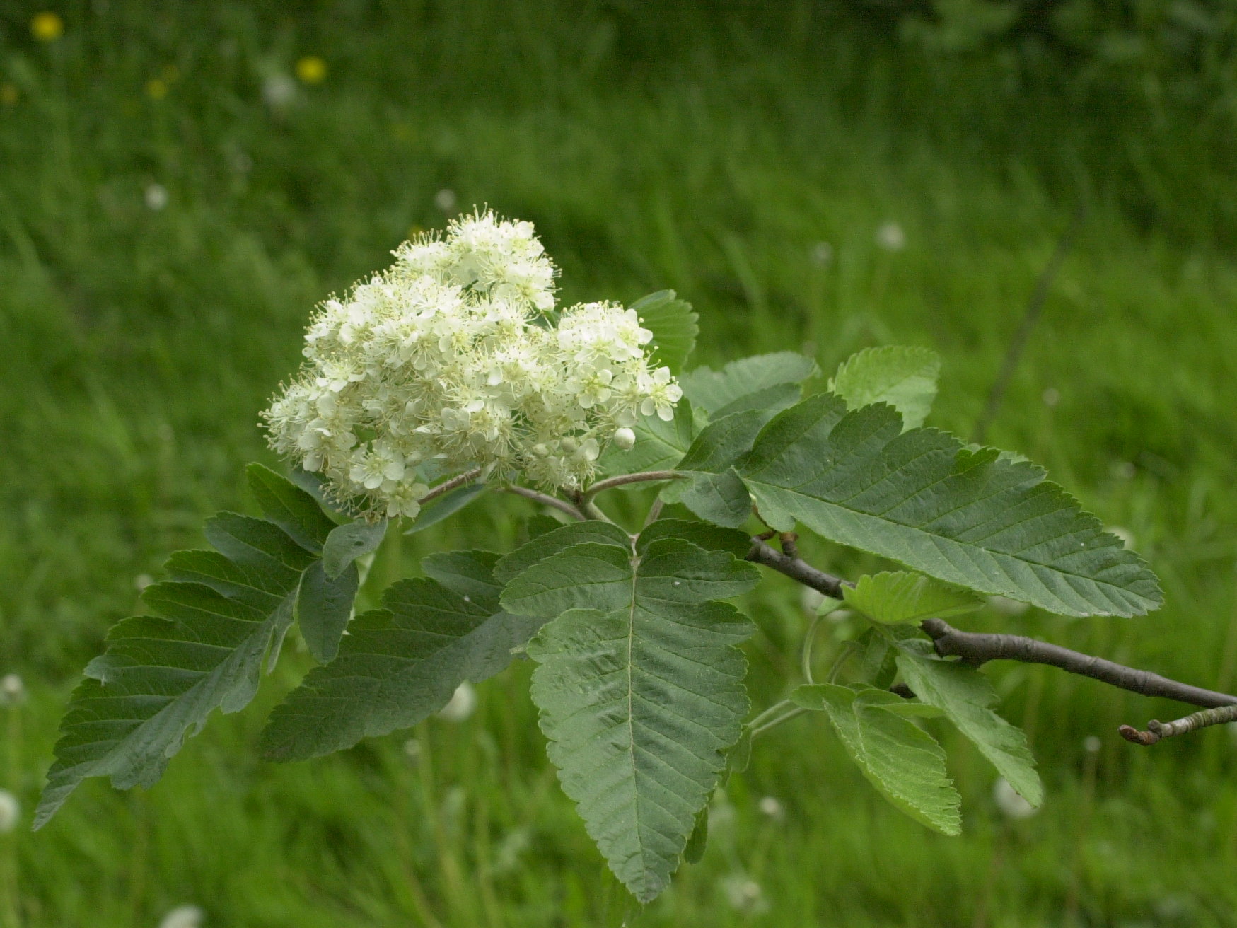 sorbus_x_thuringiaca1md