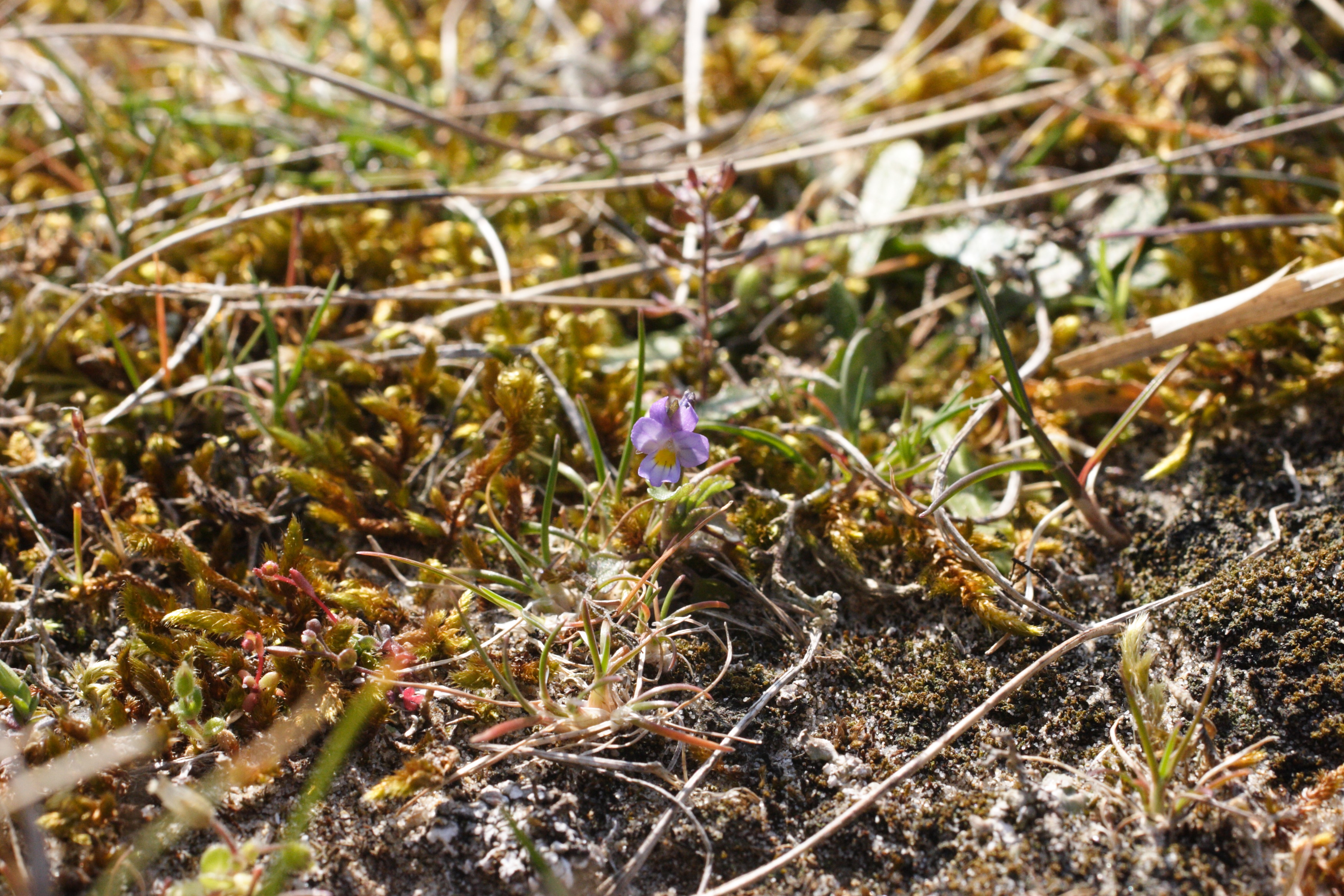 viola_kitaibeliana1bmd