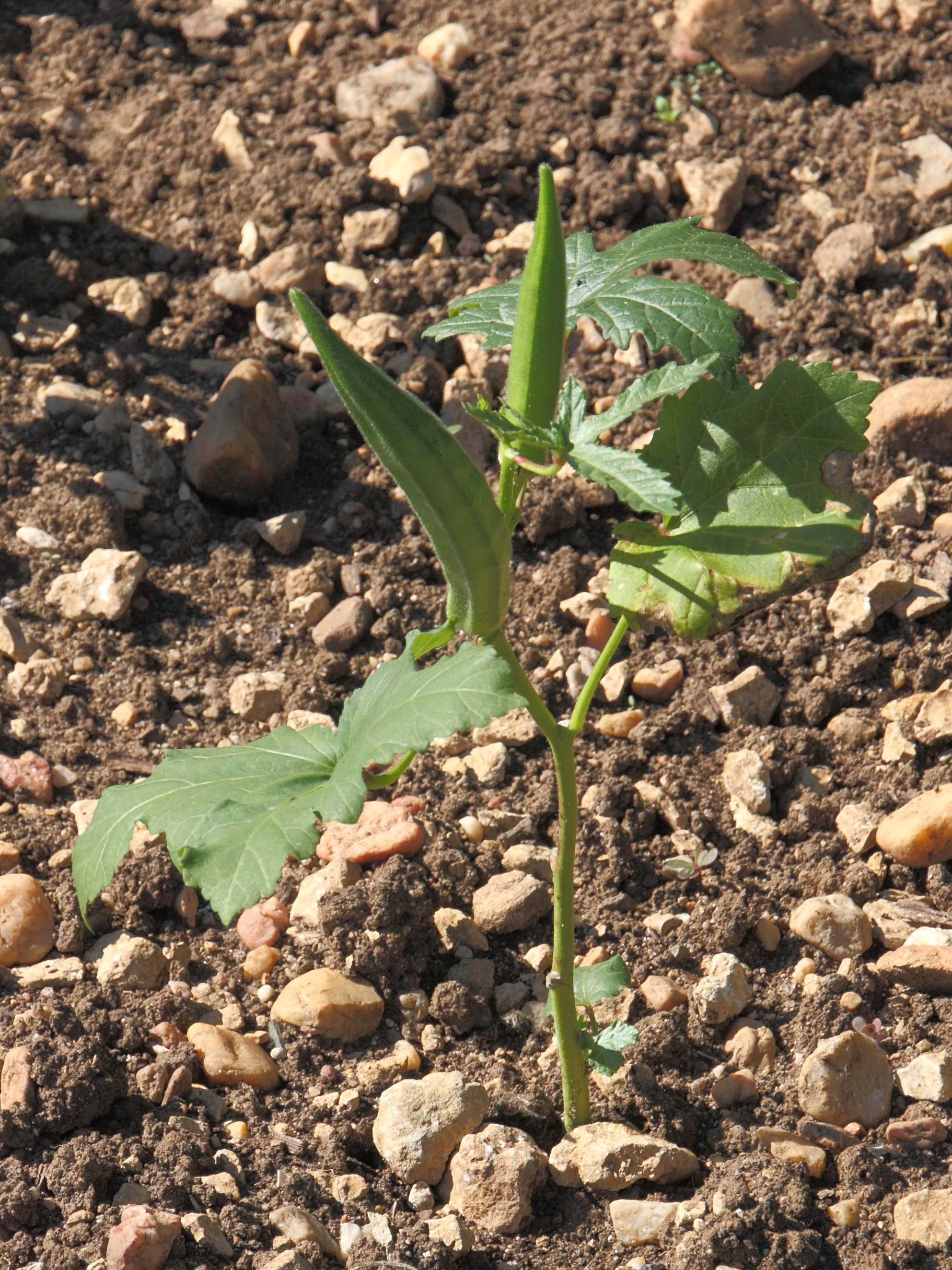 abelmoschus_esculentus1bd