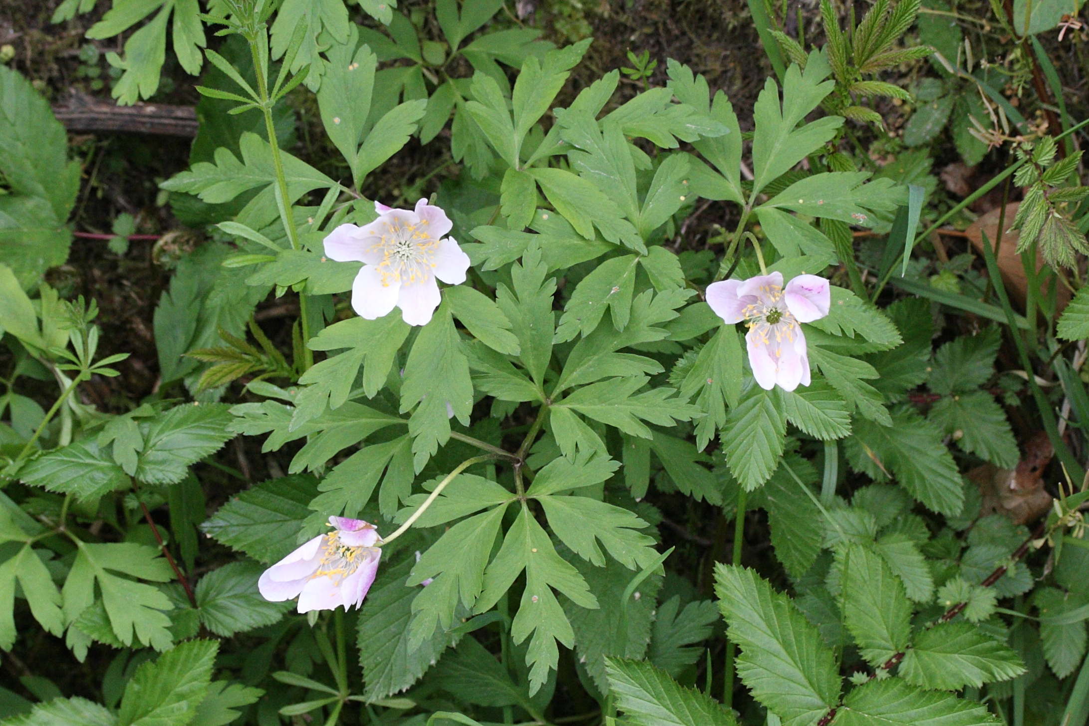 Afficher le média anemone_nemorosa2md anemone_nemorosa2md