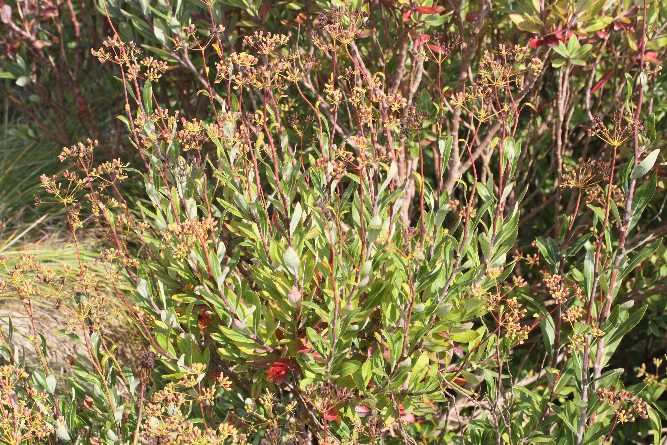 bupleurum_fruticosum3md