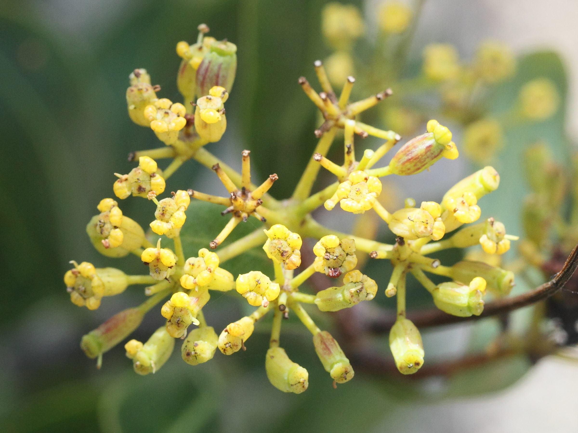 bupleurum_fruticosum4md