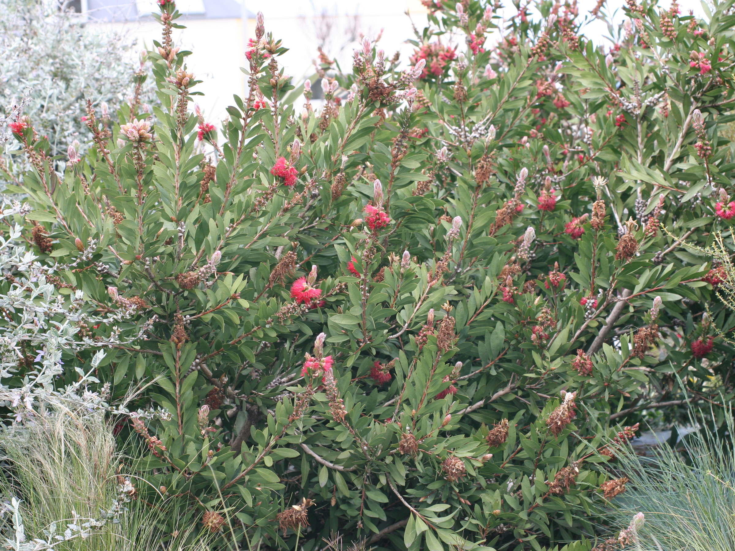 callistemon_citrinus1md