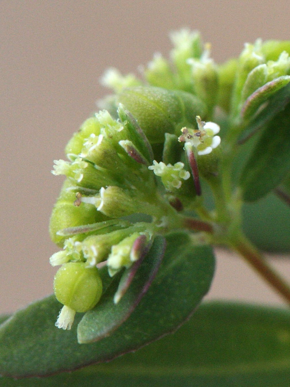 chamaesyce_hypericifolia4md